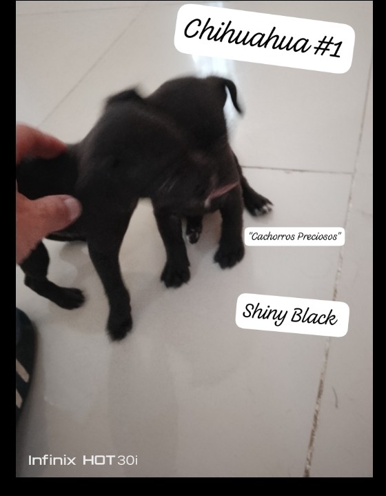 animales y mascotas - Chihuahua de pelo largo y pelo corto 5
