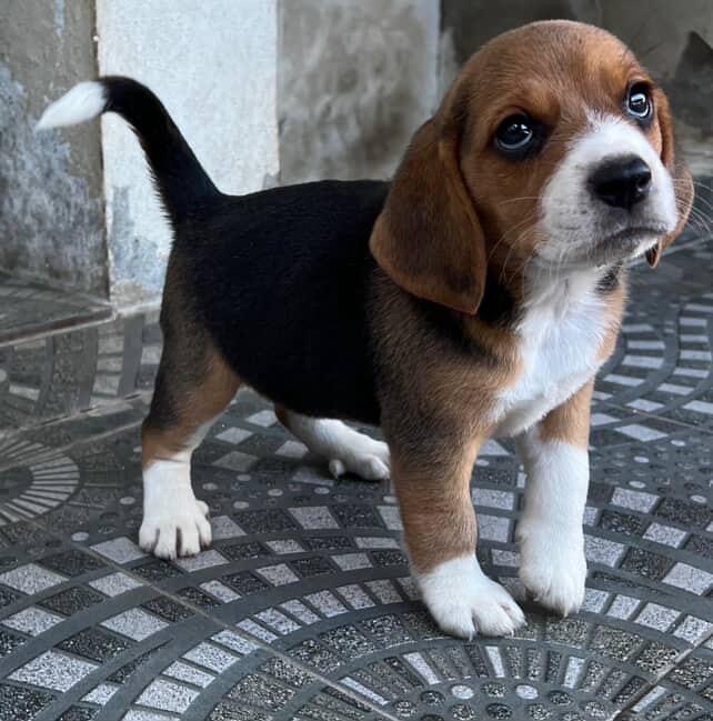 animales y mascotas - BEAGLES  3
