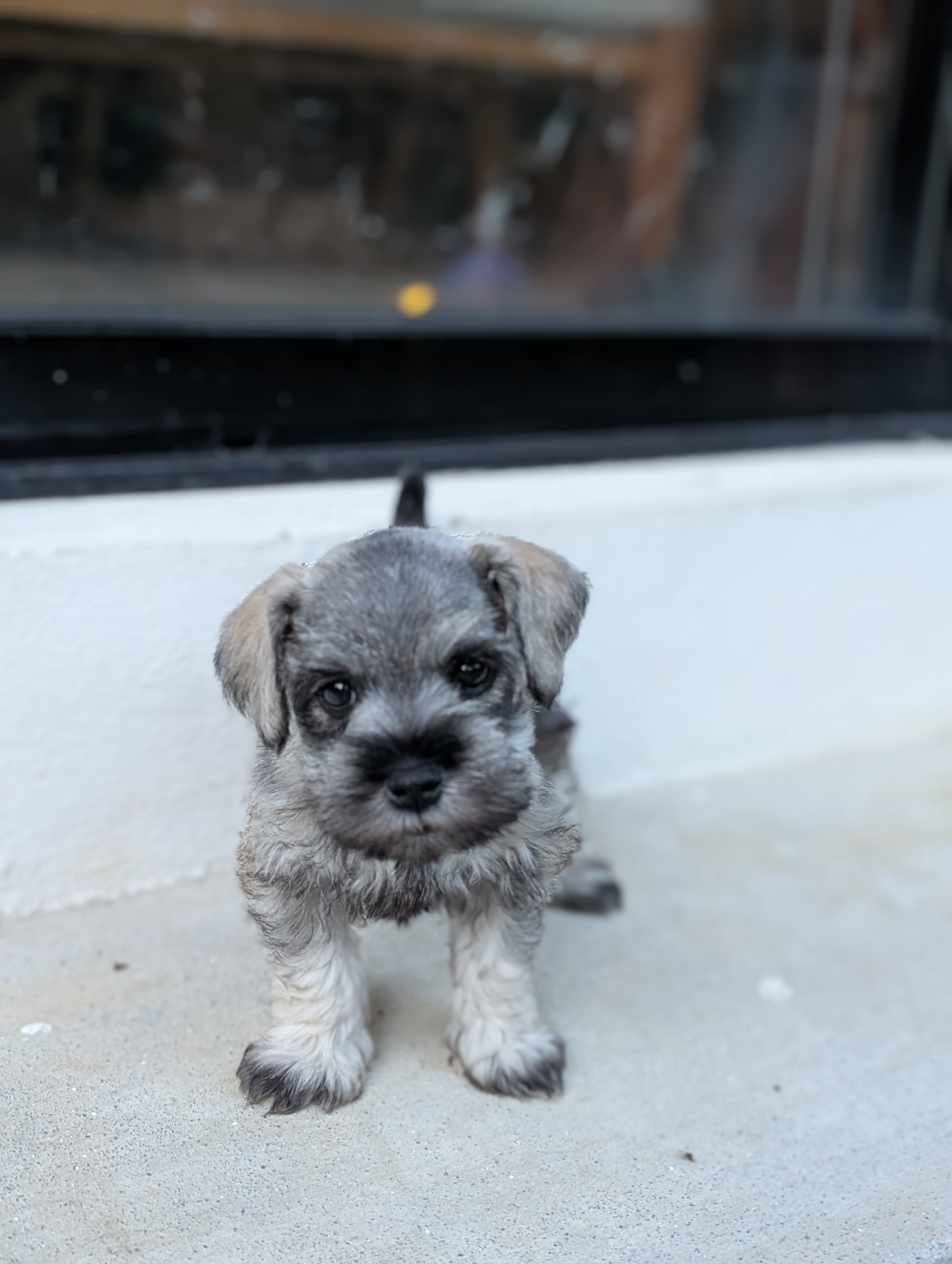 animales y mascotas - Mini Schnauzers DISPONIBLES 4