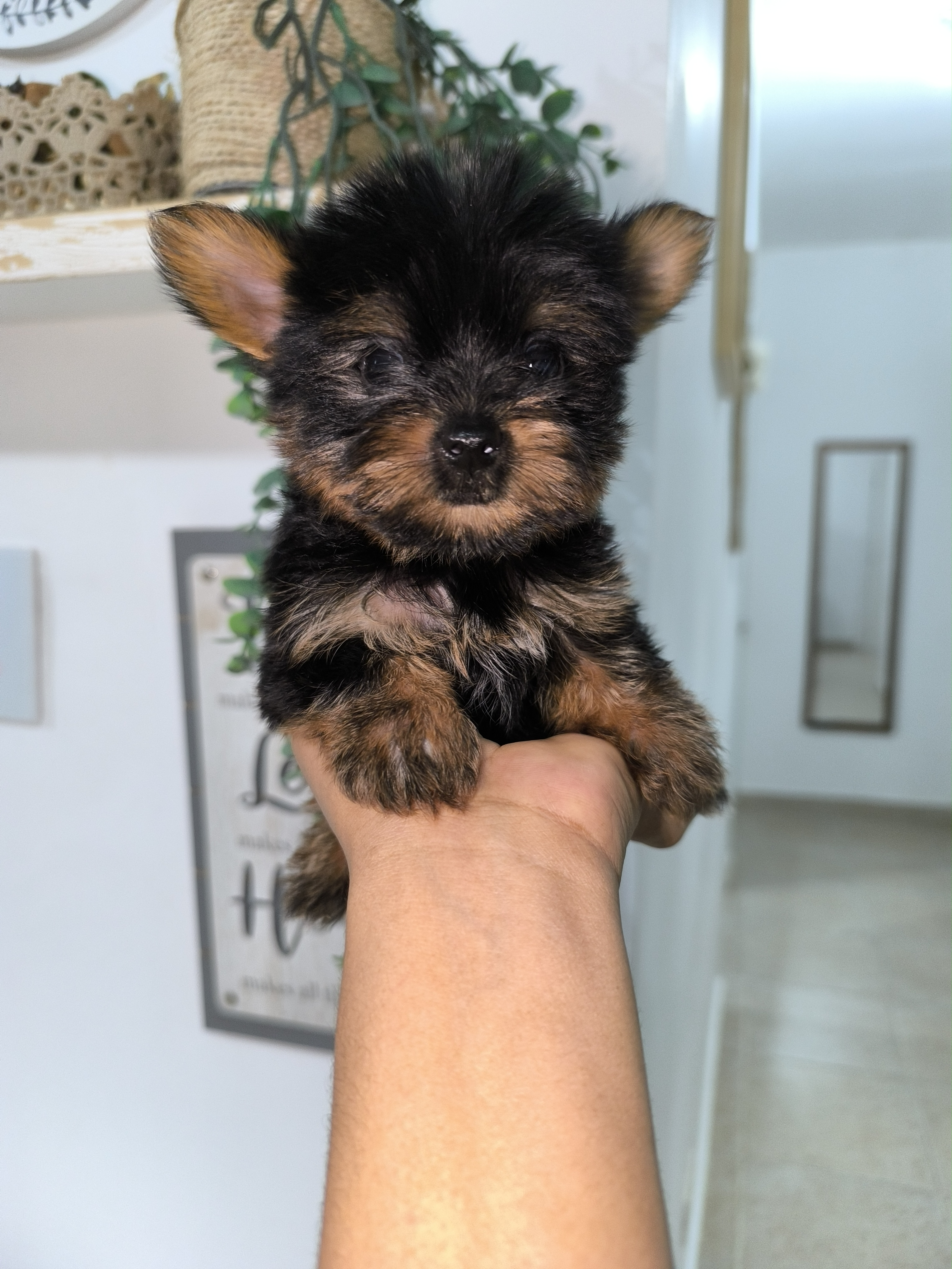 animales y mascotas - Yorkie mini 1