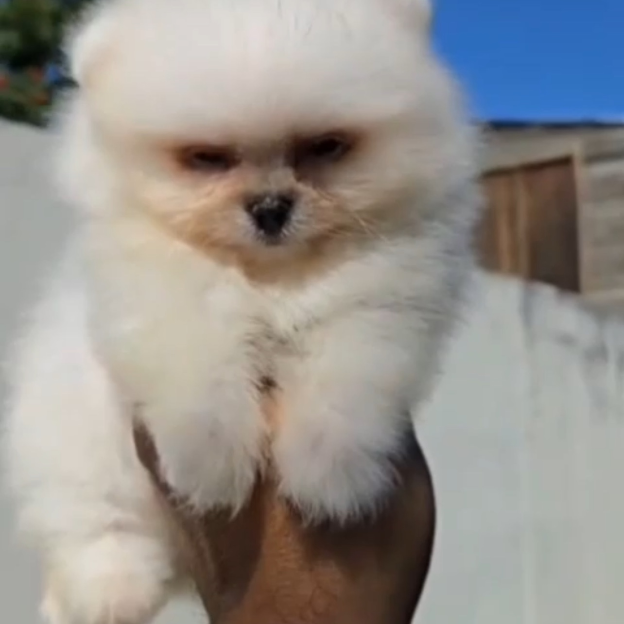 animales y mascotas - pomeranian mini cara de Oso  0