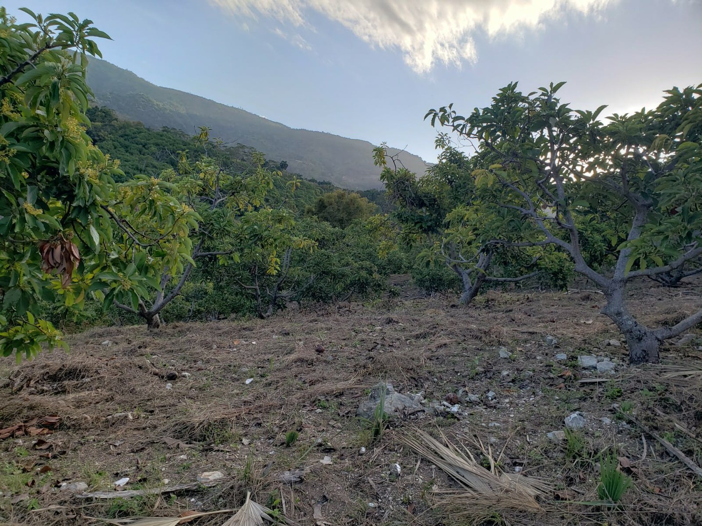 solares y terrenos - Finca de Aguacates en Venta en Paraíso, Barahona 5
