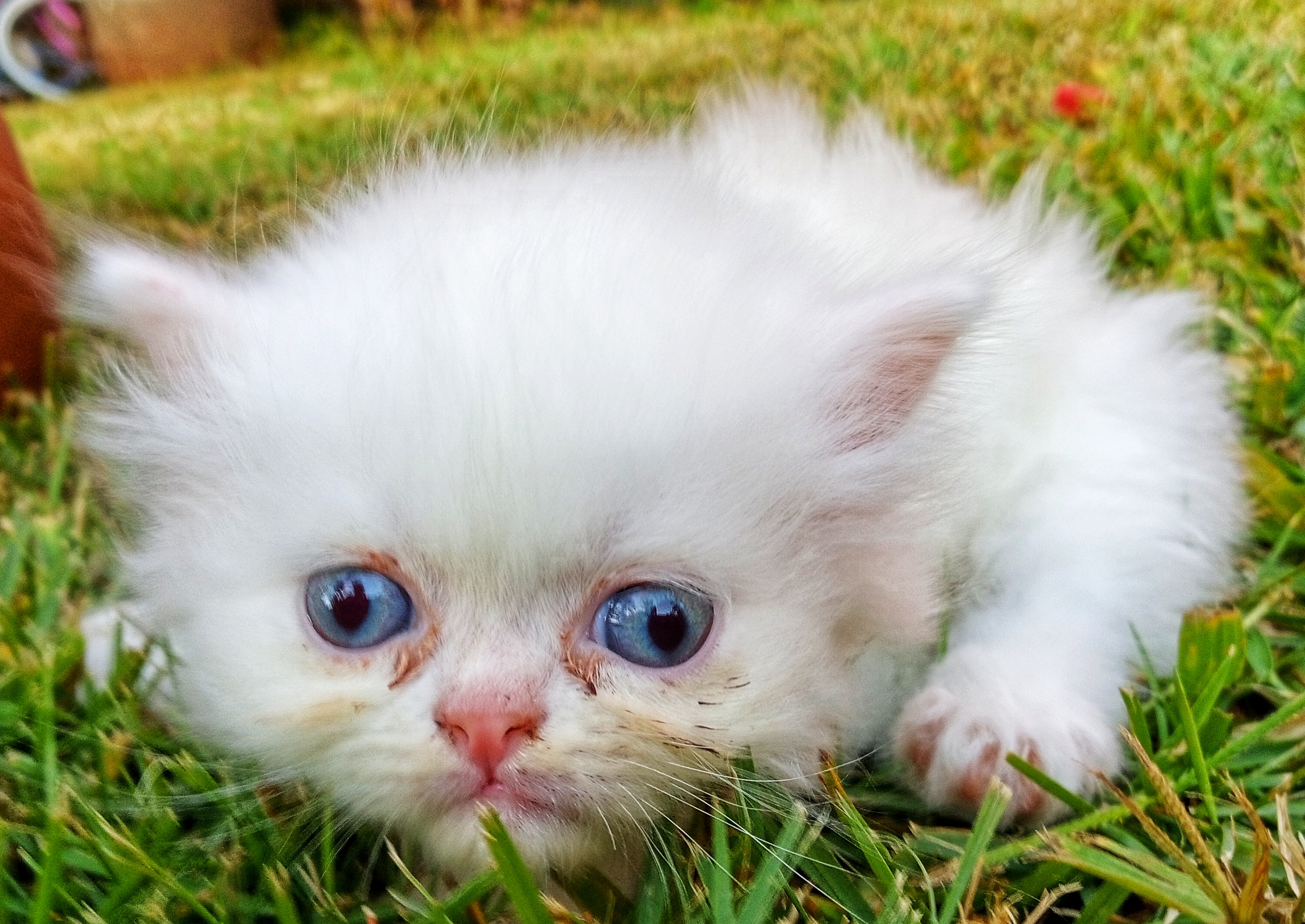 animales y mascotas - GATOS PERSA Puros y Adorables Listos Para Entrega 4