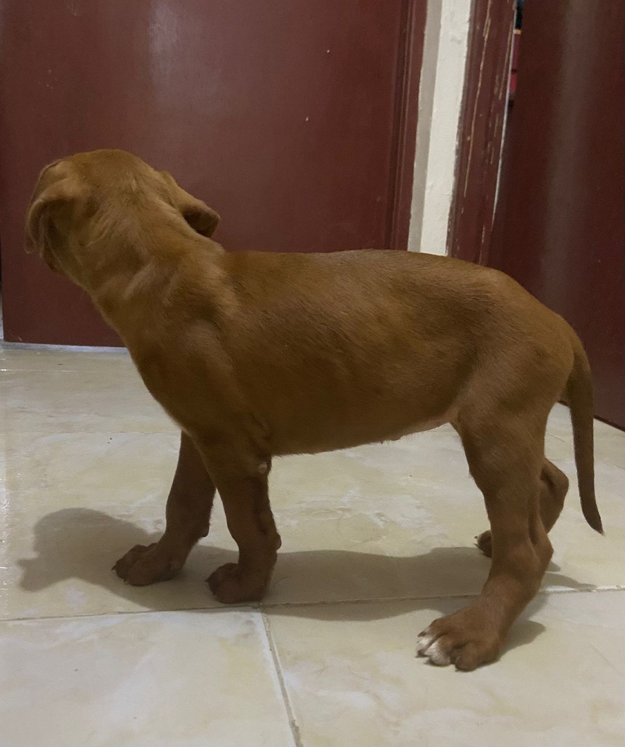 animales y mascotas - Cachorros pitbull 3