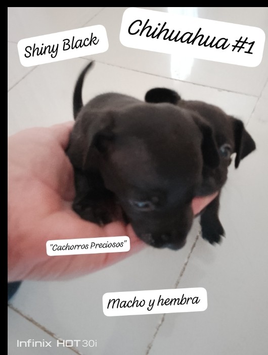 animales y mascotas - Chihuahua de pelo largo y pelo corto 6
