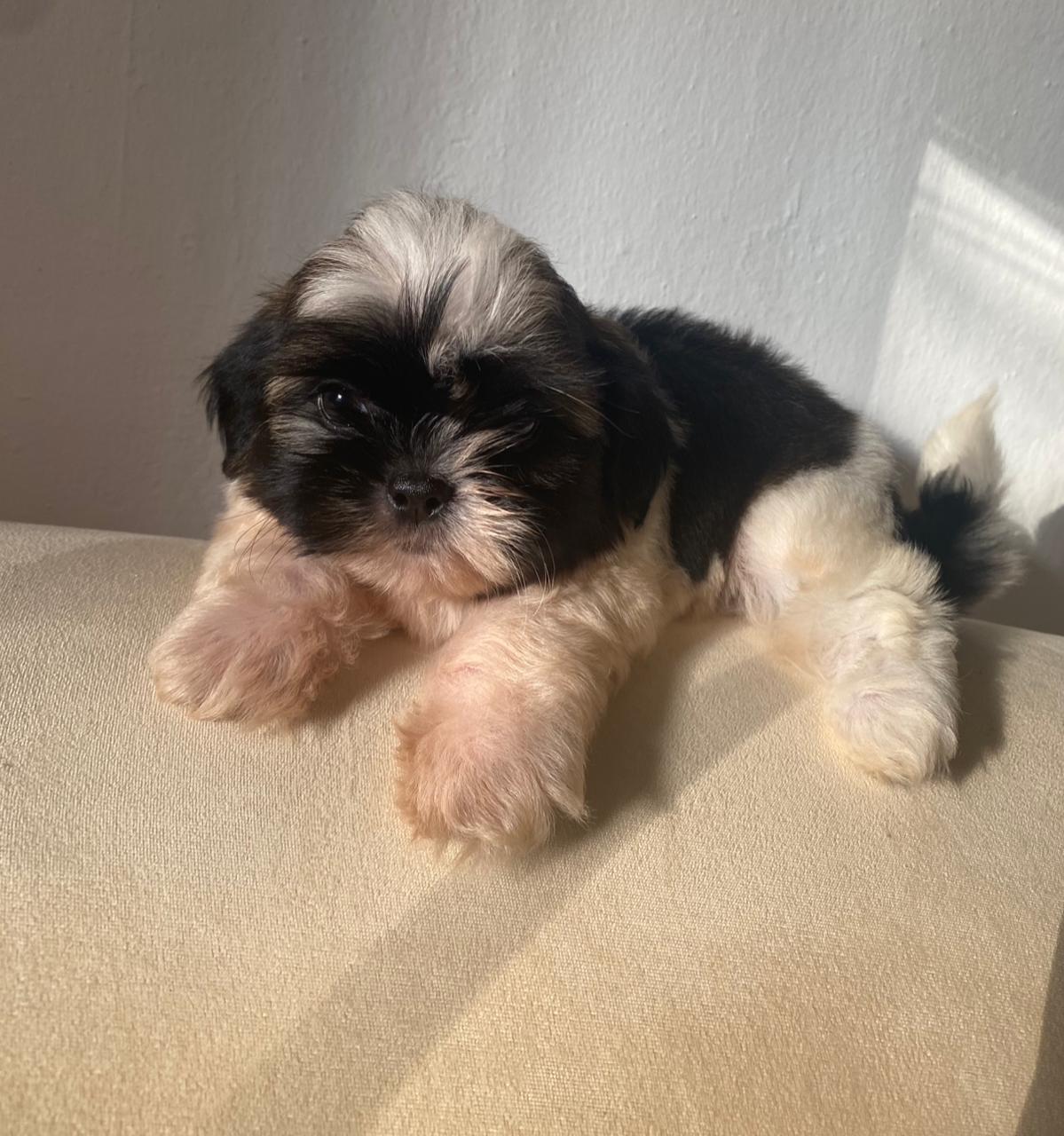 animales y mascotas - cachorros shih tzu ambos sexo 0