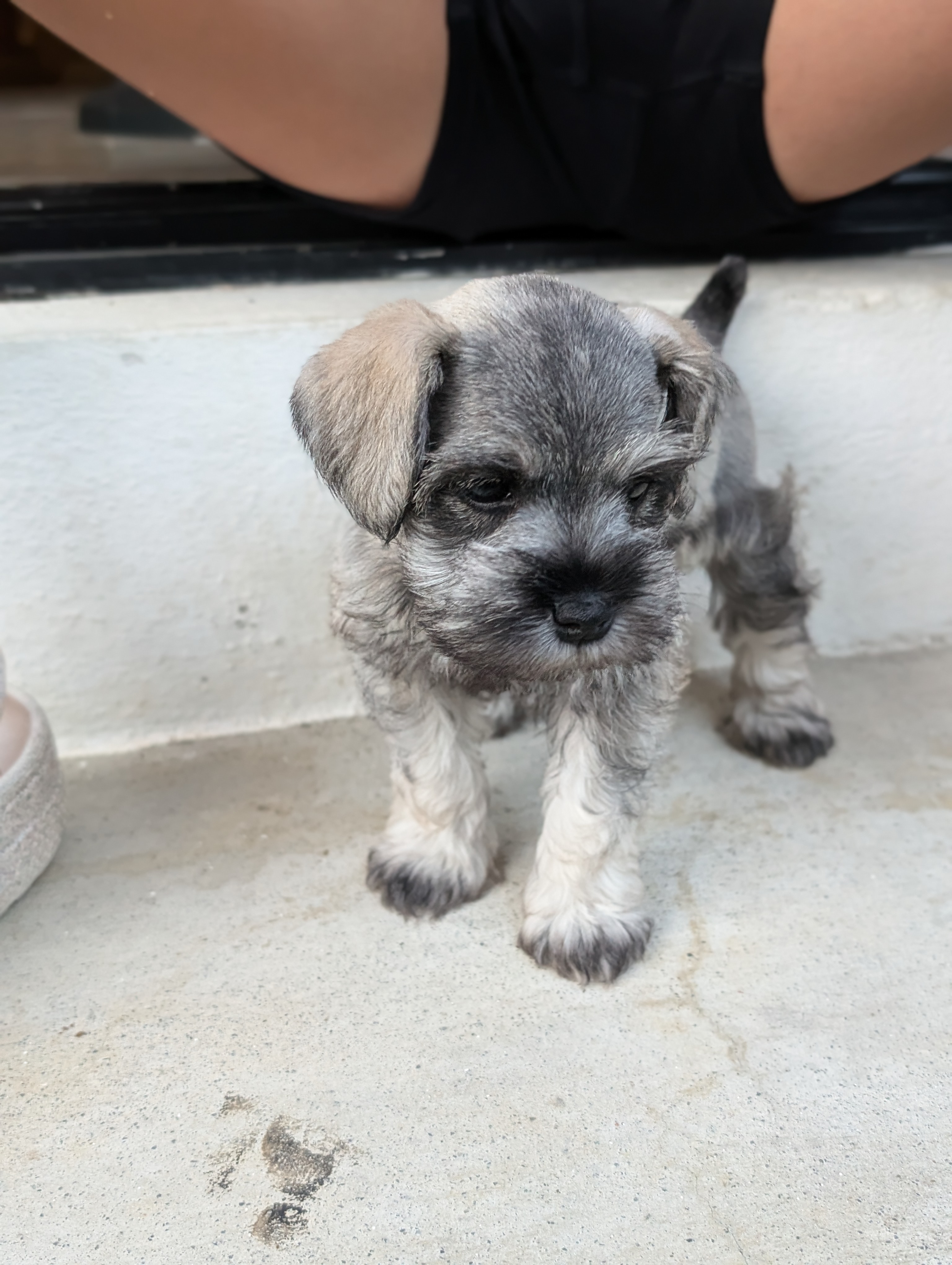 animales y mascotas - Mini Schnauzers DISPONIBLES 5