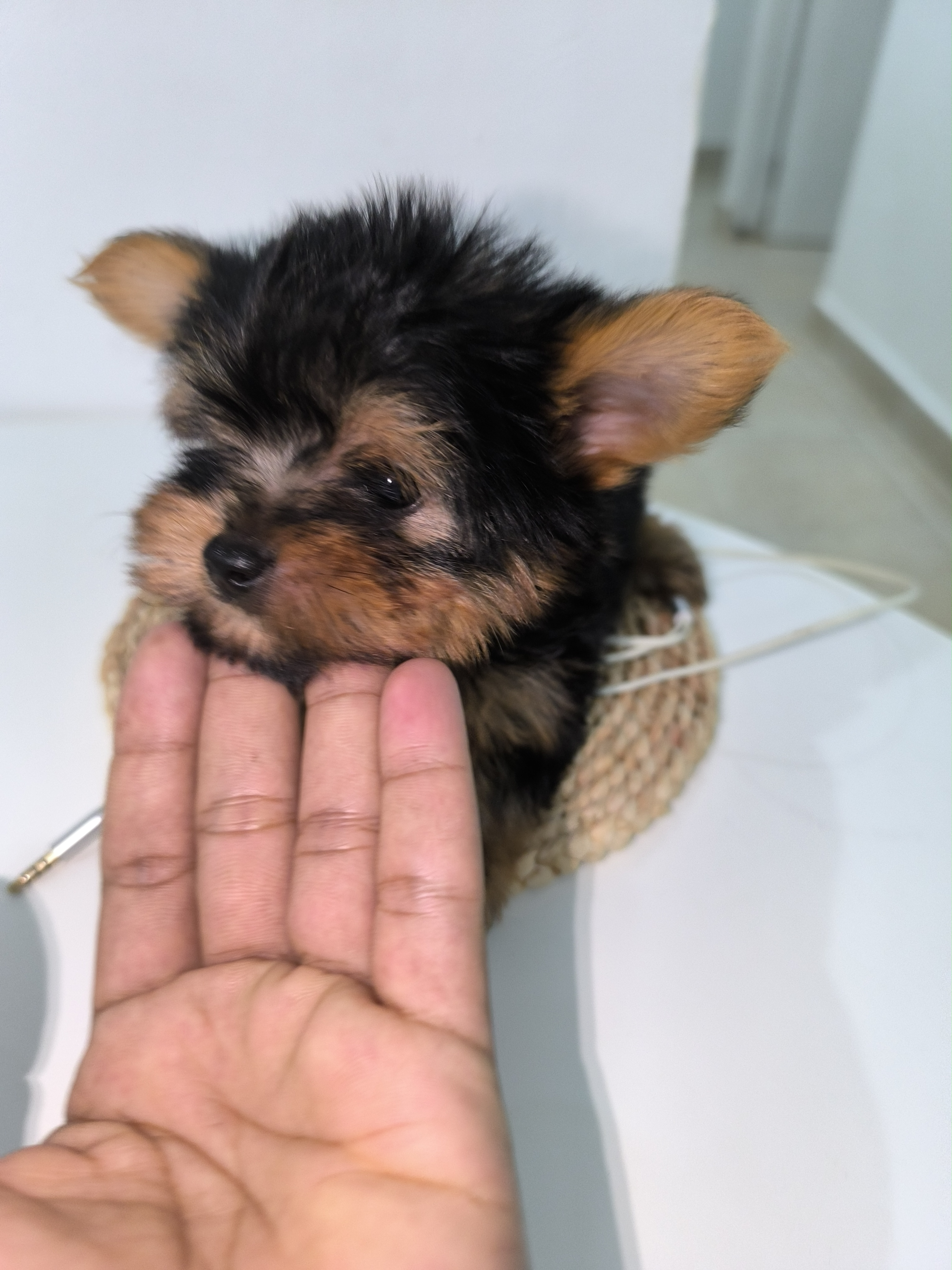 animales y mascotas - Yorkie mini 2