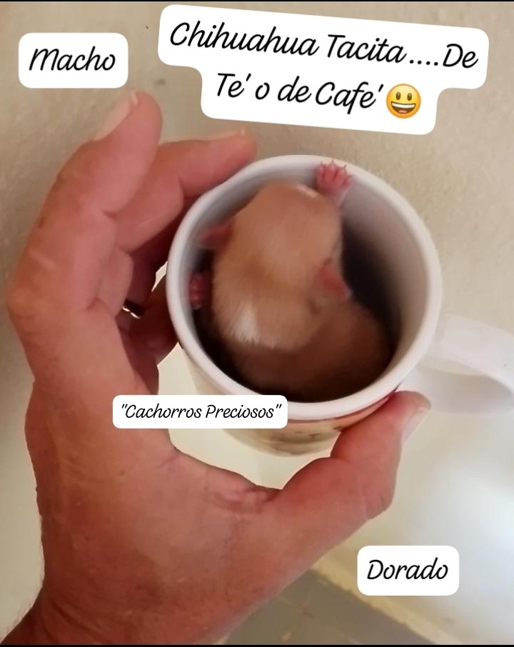 animales y mascotas - Chihuahua Micro/ Tacita de Te / Enanos  2