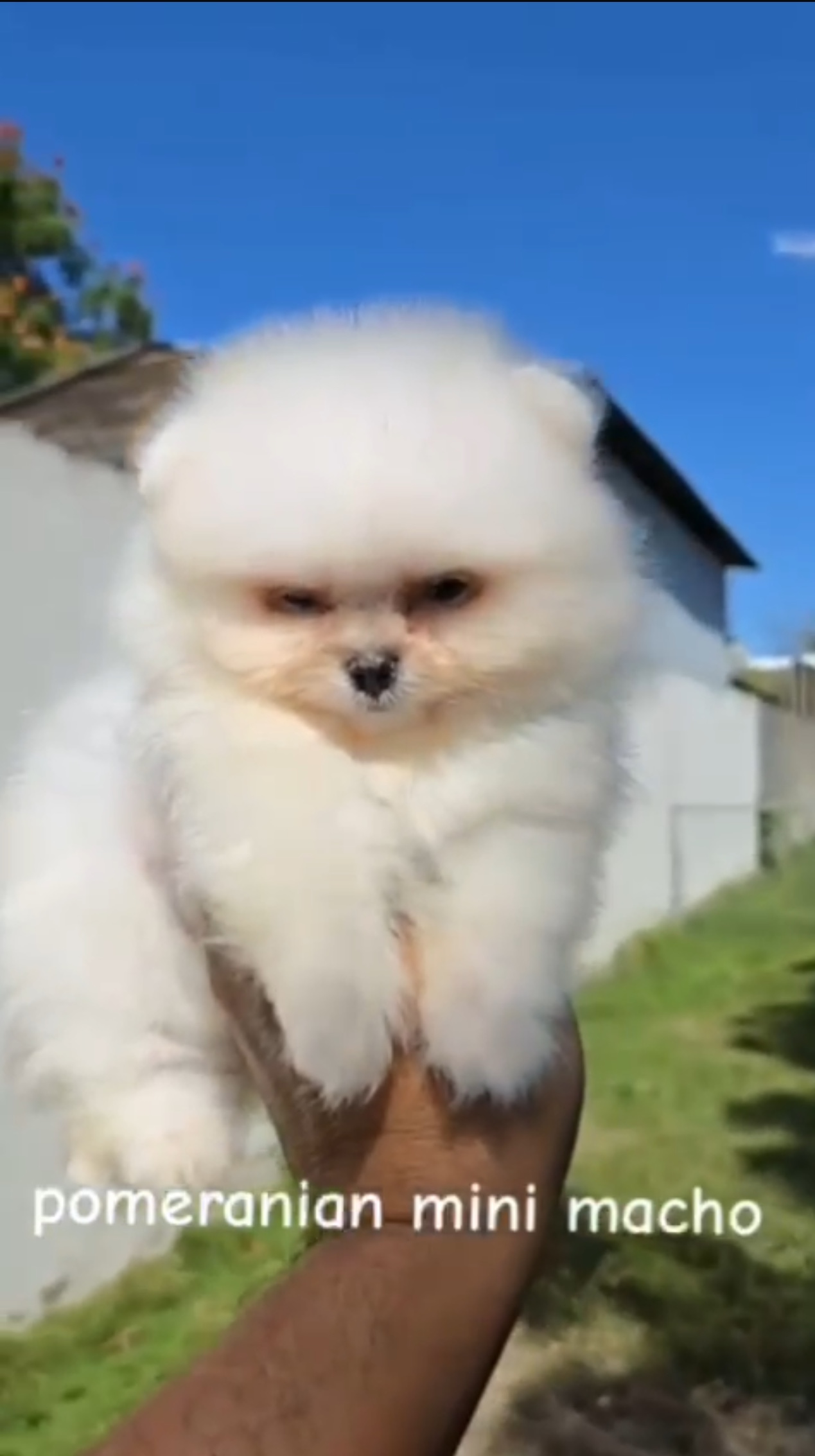 animales y mascotas - pomeranian mini cara de Oso  1
