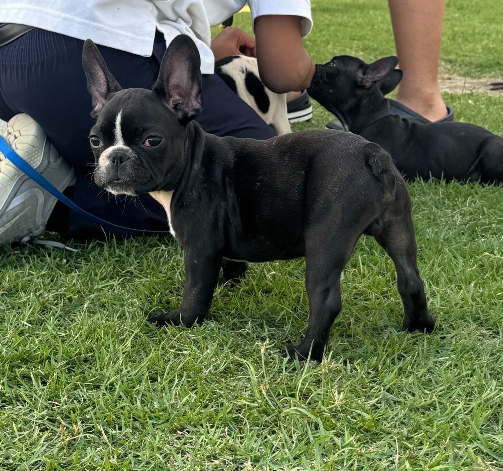 animales y mascotas - BULLDOGS FRANCES MACHO 0