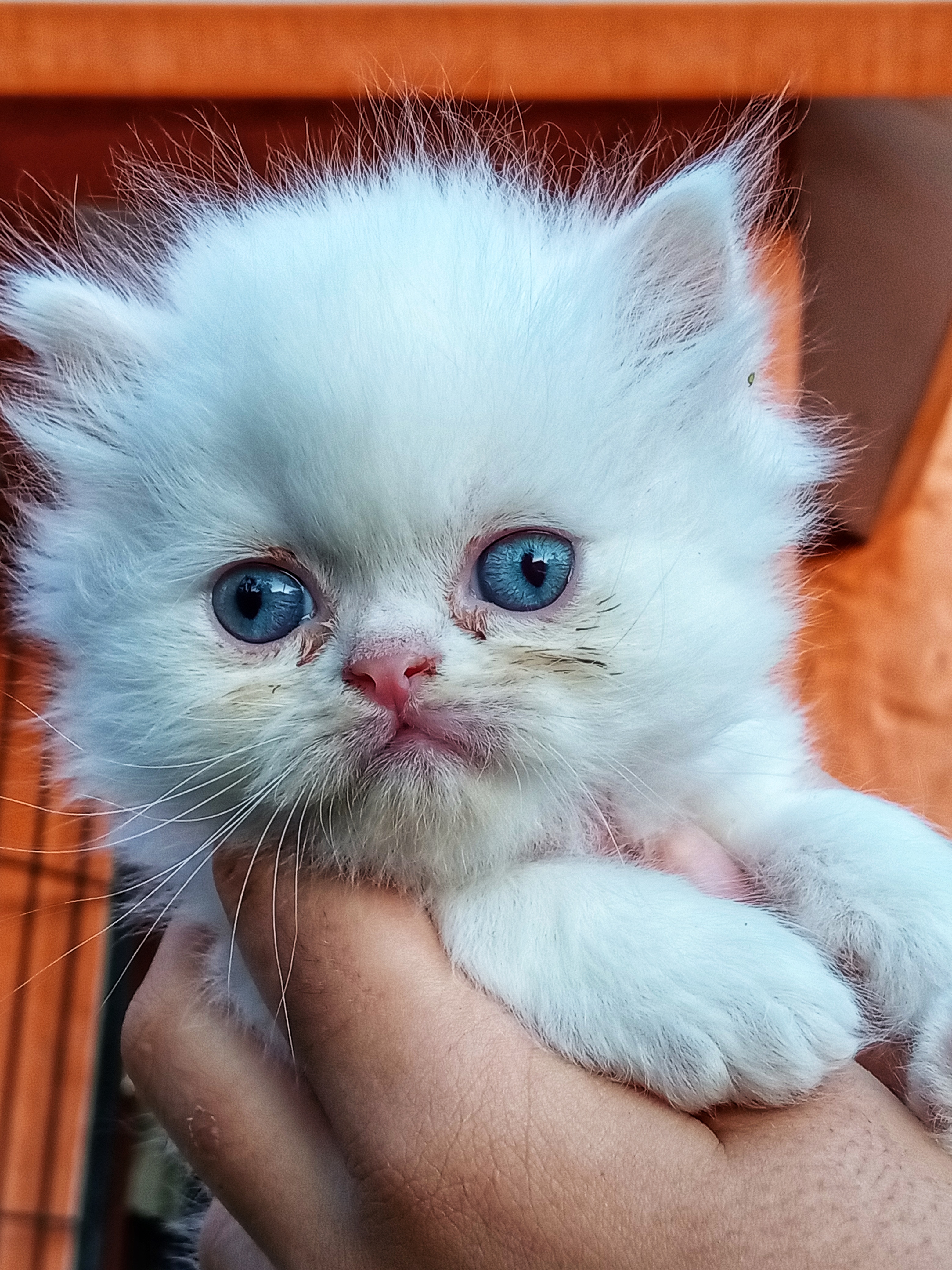 animales y mascotas - GATOS PERSA Puros y Adorables Listos Para Entrega 5
