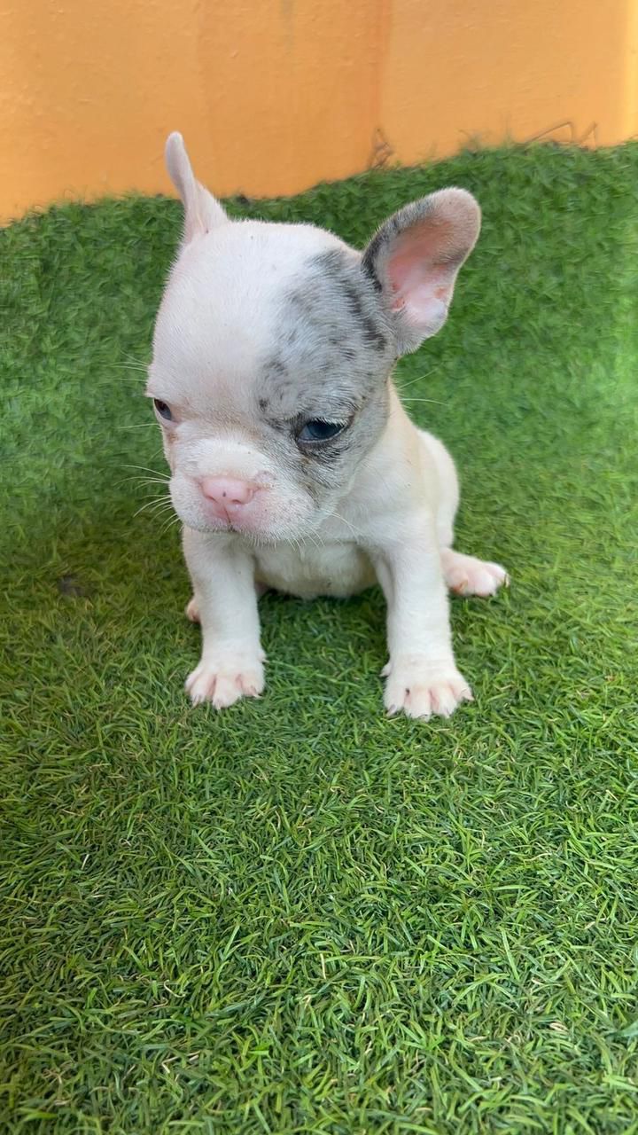 animales y mascotas - OFERTA CACHORRO BULLDOG FRANCES MACHO EN SANTO DOM