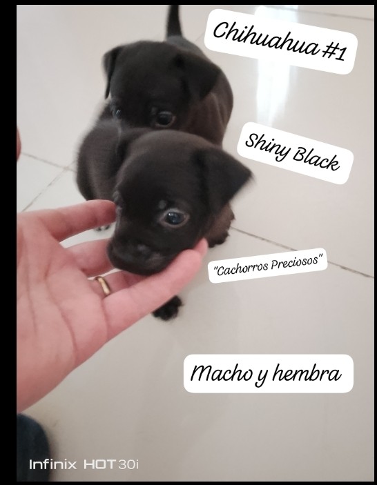 animales y mascotas - Chihuahua de pelo largo y pelo corto 7