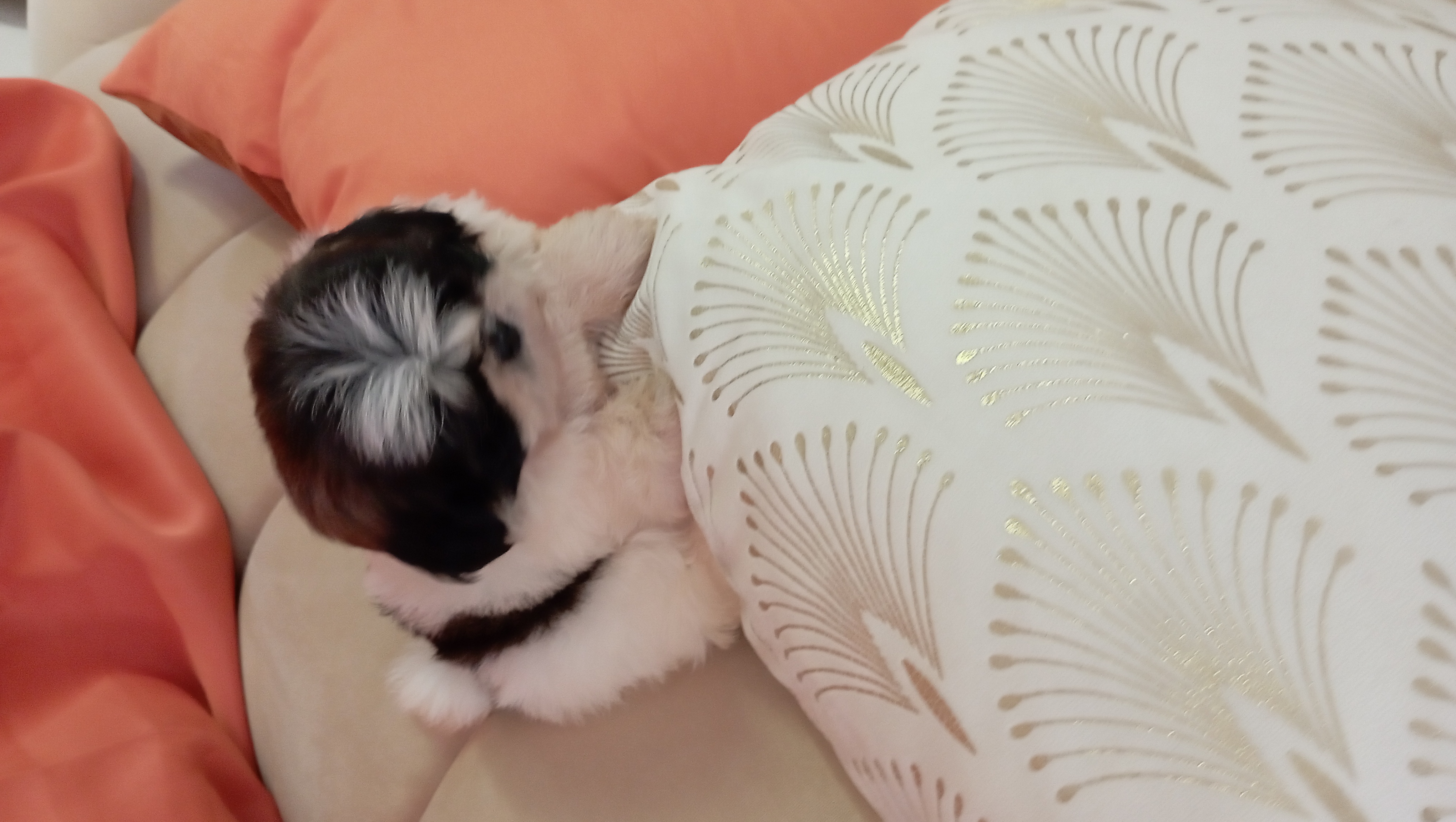 animales y mascotas - cachorros shih tzu ambos sexo 1