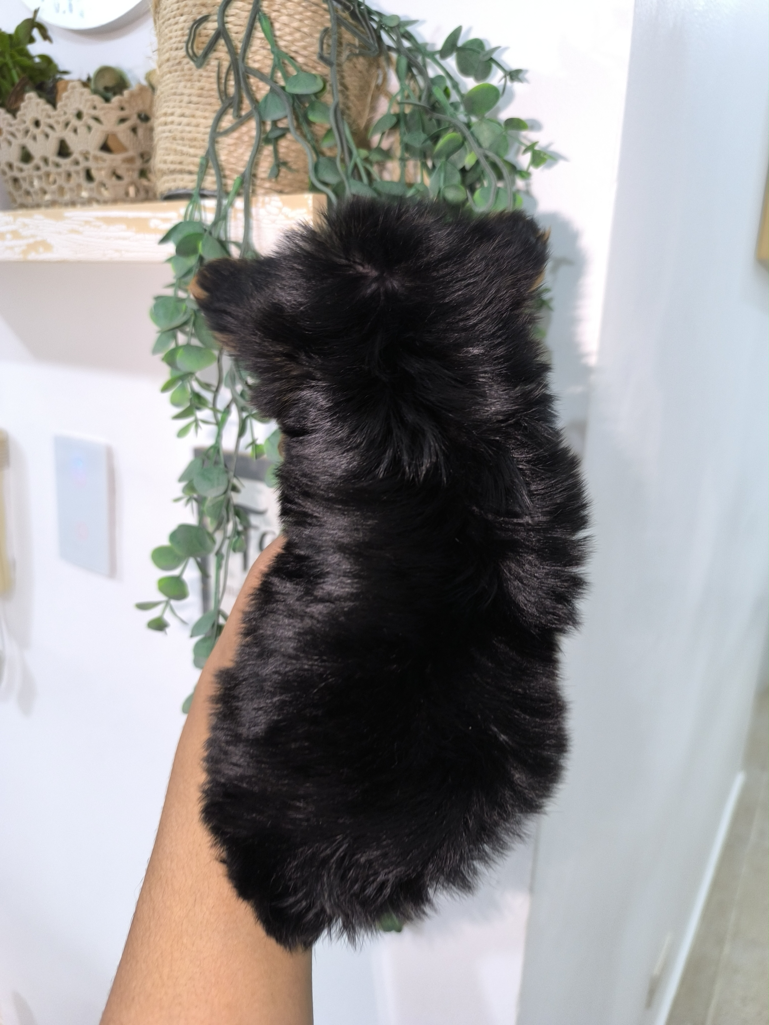 animales y mascotas - Yorkie mini 3