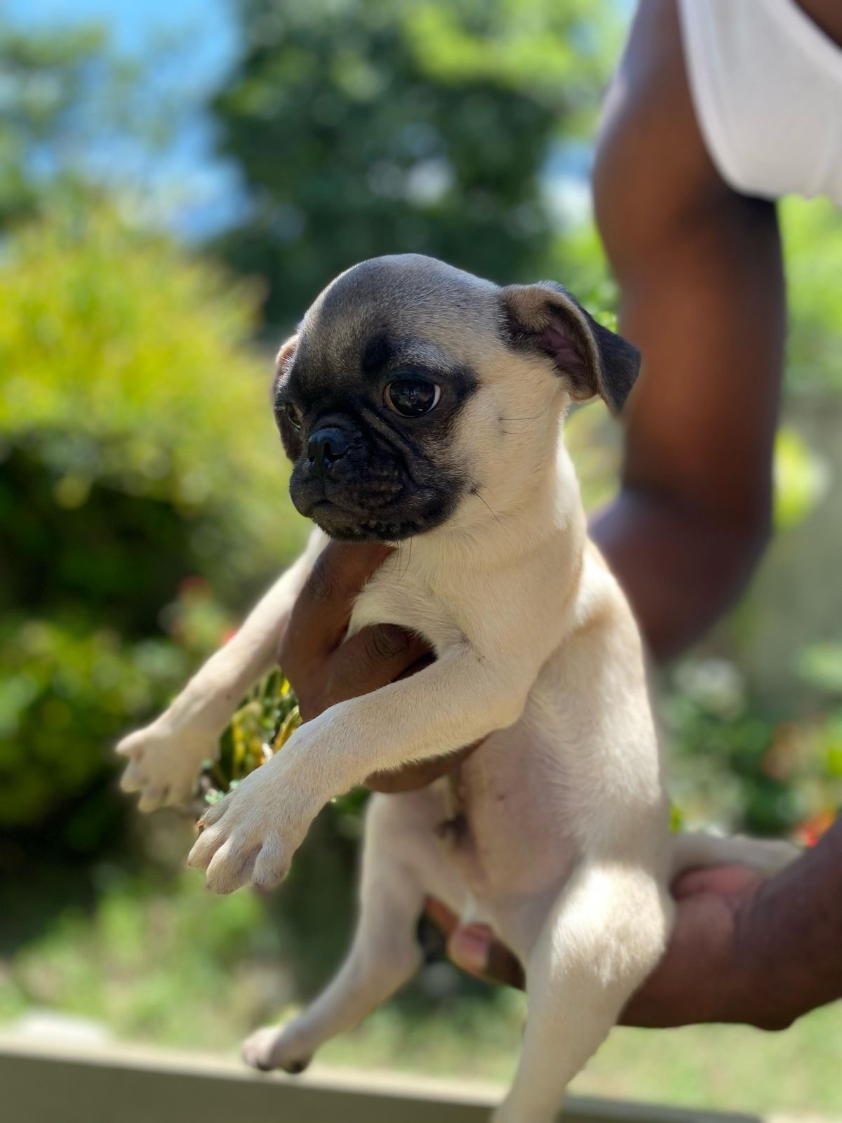 animales y mascotas - Pug 