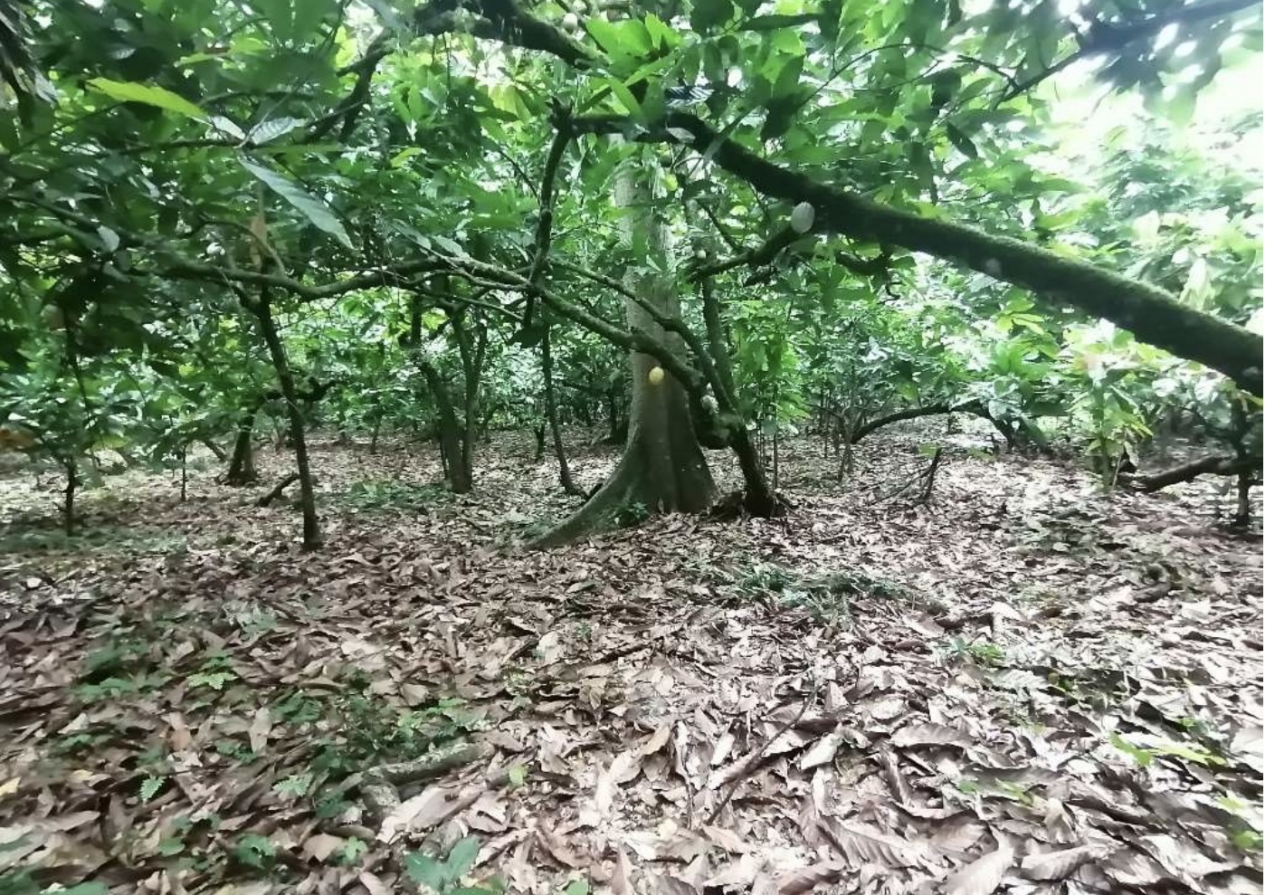 solares y terrenos - Terreno en Venta en Castillo, Salida a Nagua 8
