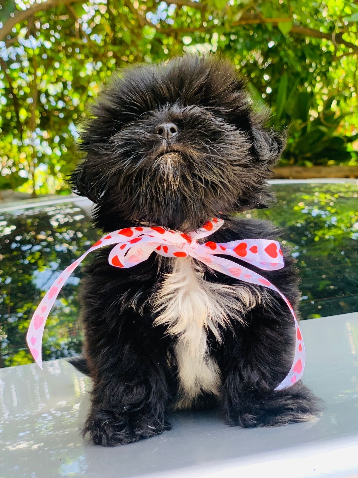 animales y mascotas - vendo cachorro Shith tzu  2