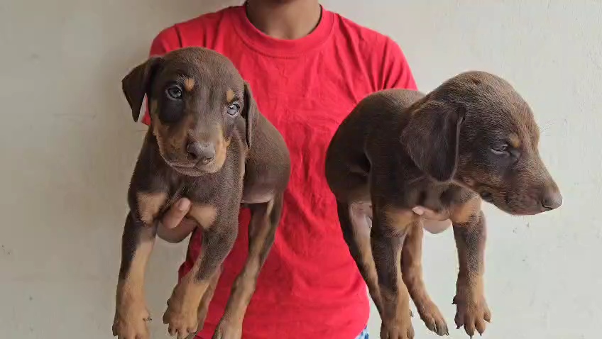 animales y mascotas - Cachorros Doberman 