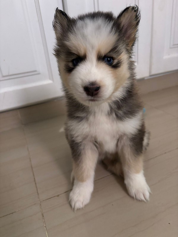 animales y mascotas - Husky siberiano  3