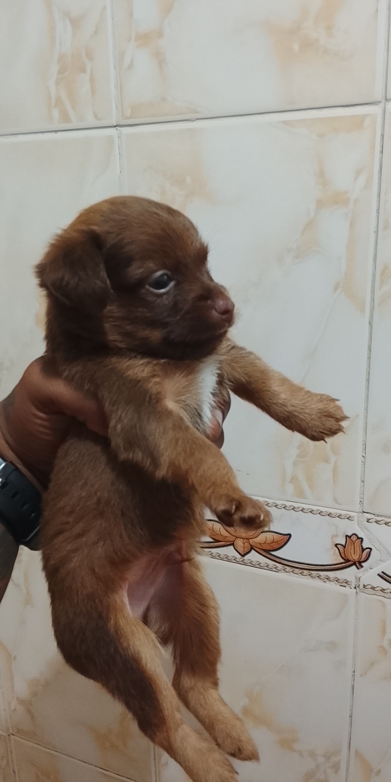 animales y mascotas - Perros yorkiepoo los padres estan al final 2