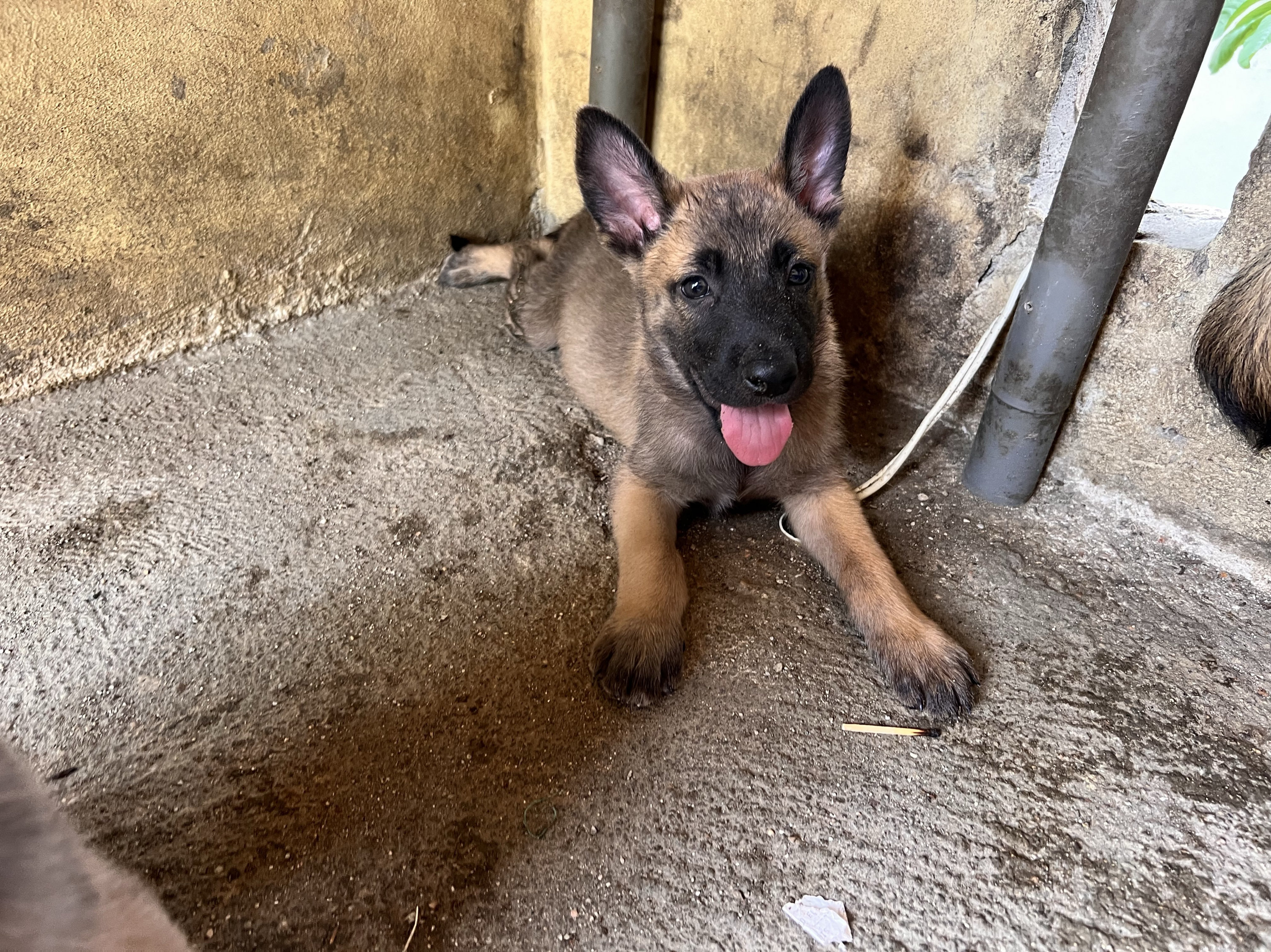 animales y mascotas - PASTOR BELGA MALINOIS 2
