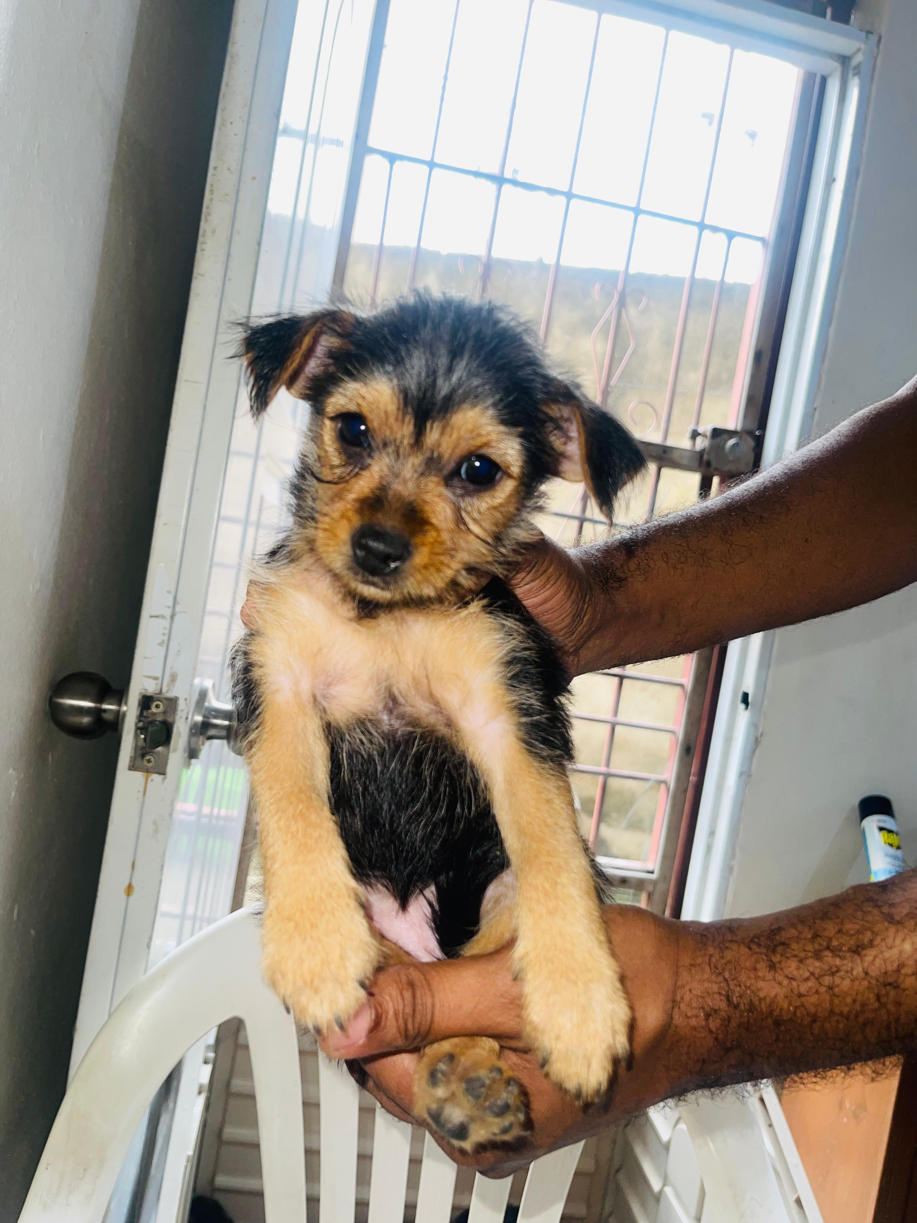 animales y mascotas - Yorkie mix con poodle hembra 1