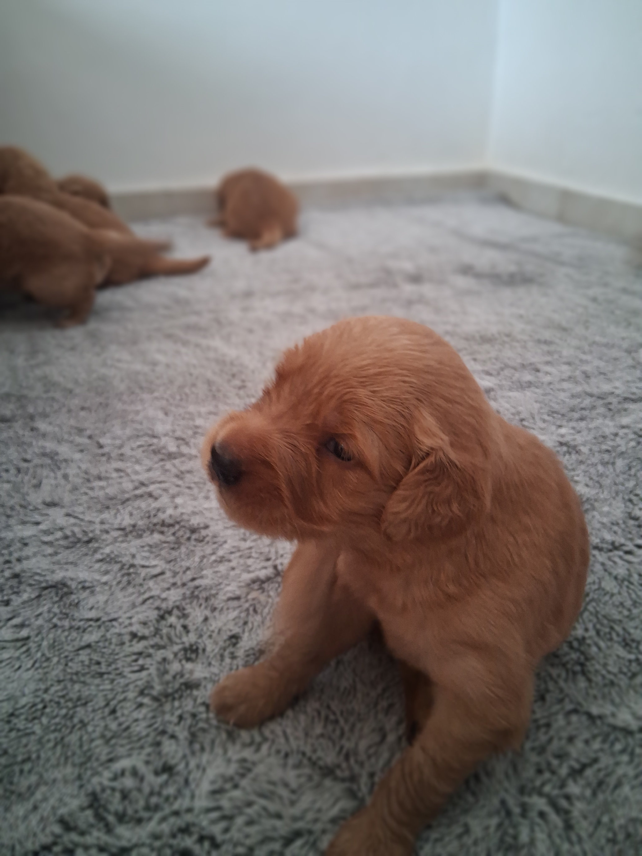 animales y mascotas - Lindos y tiernos camada de Golden Retriever que tus días estén llenos de ternura 0
