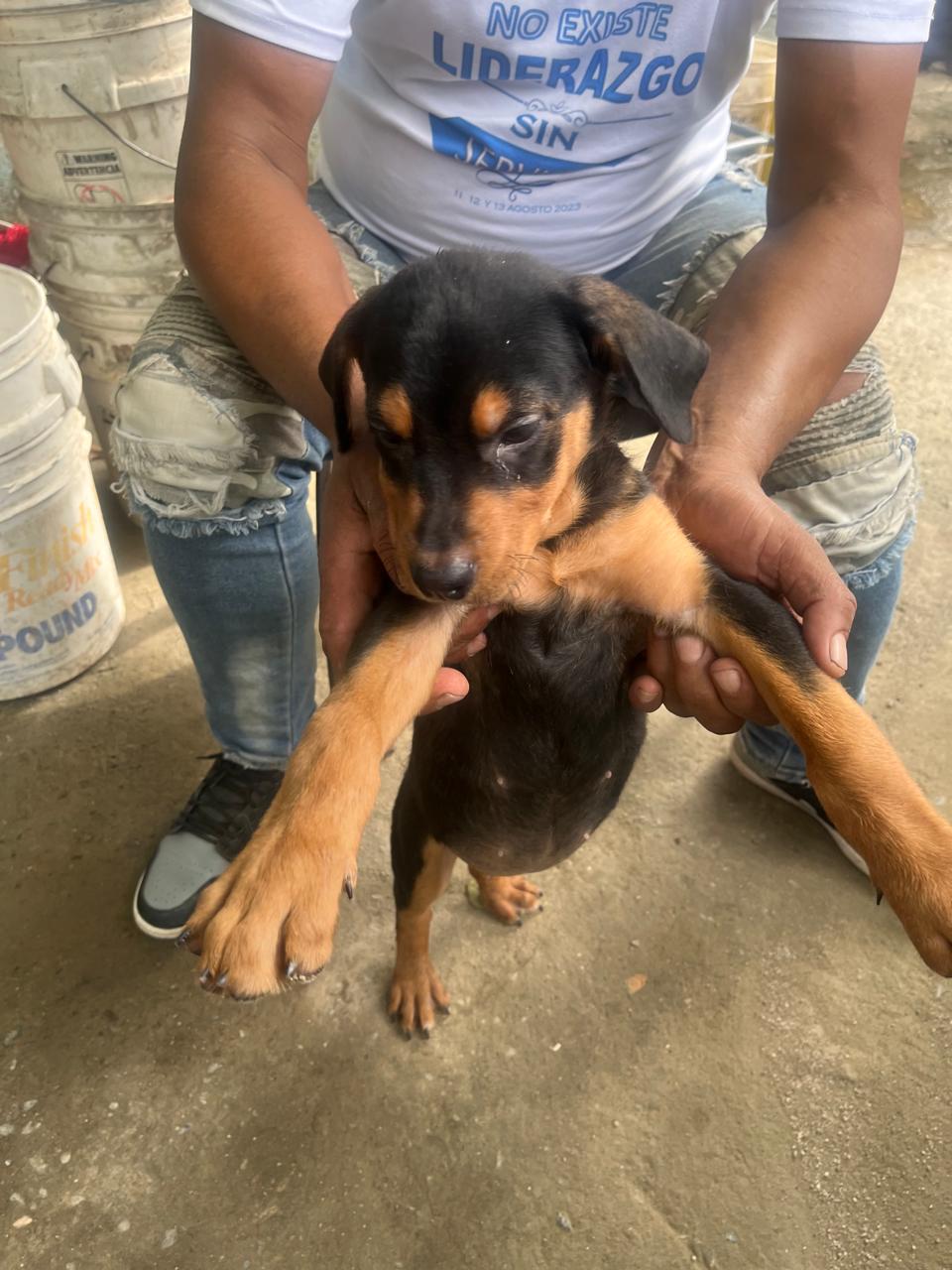 animales y mascotas - Cachorra Rottweiler a la venta tiene 3 meses  1
