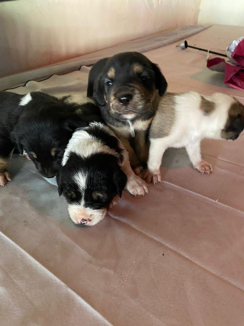 animales y mascotas - se venden estos hermosos cachorros rosgualey y con pastor alemán  2