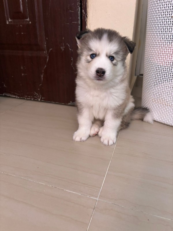 animales y mascotas - Husky siberiano  1