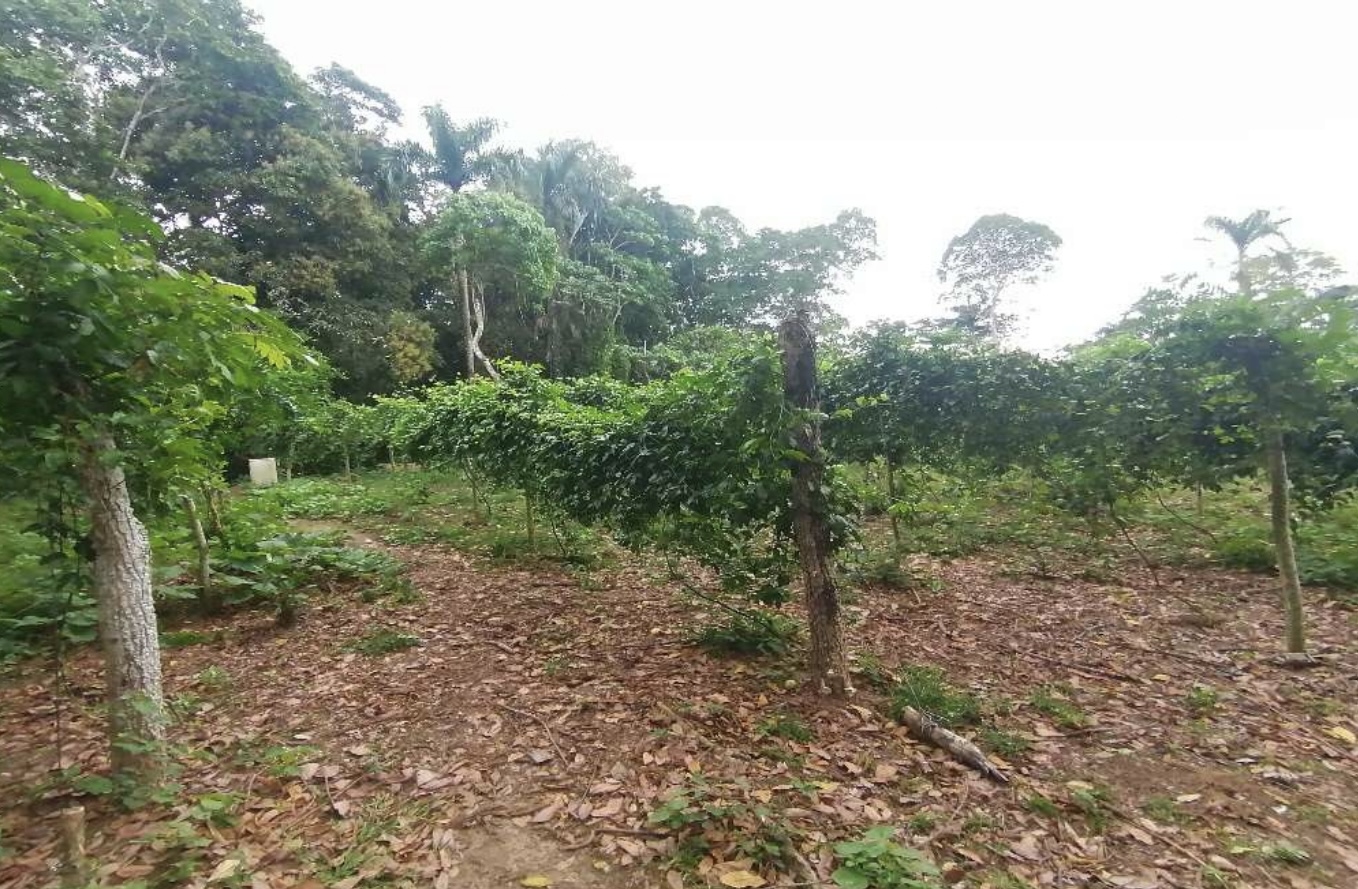 solares y terrenos - Terreno en Venta en Castillo, Salida a Nagua 6