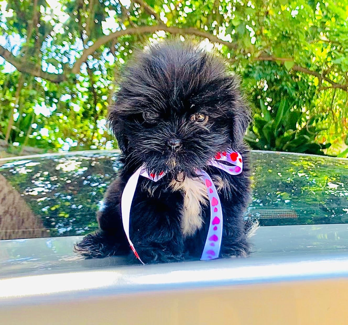 animales y mascotas - vendo cachorro Shith tzu 