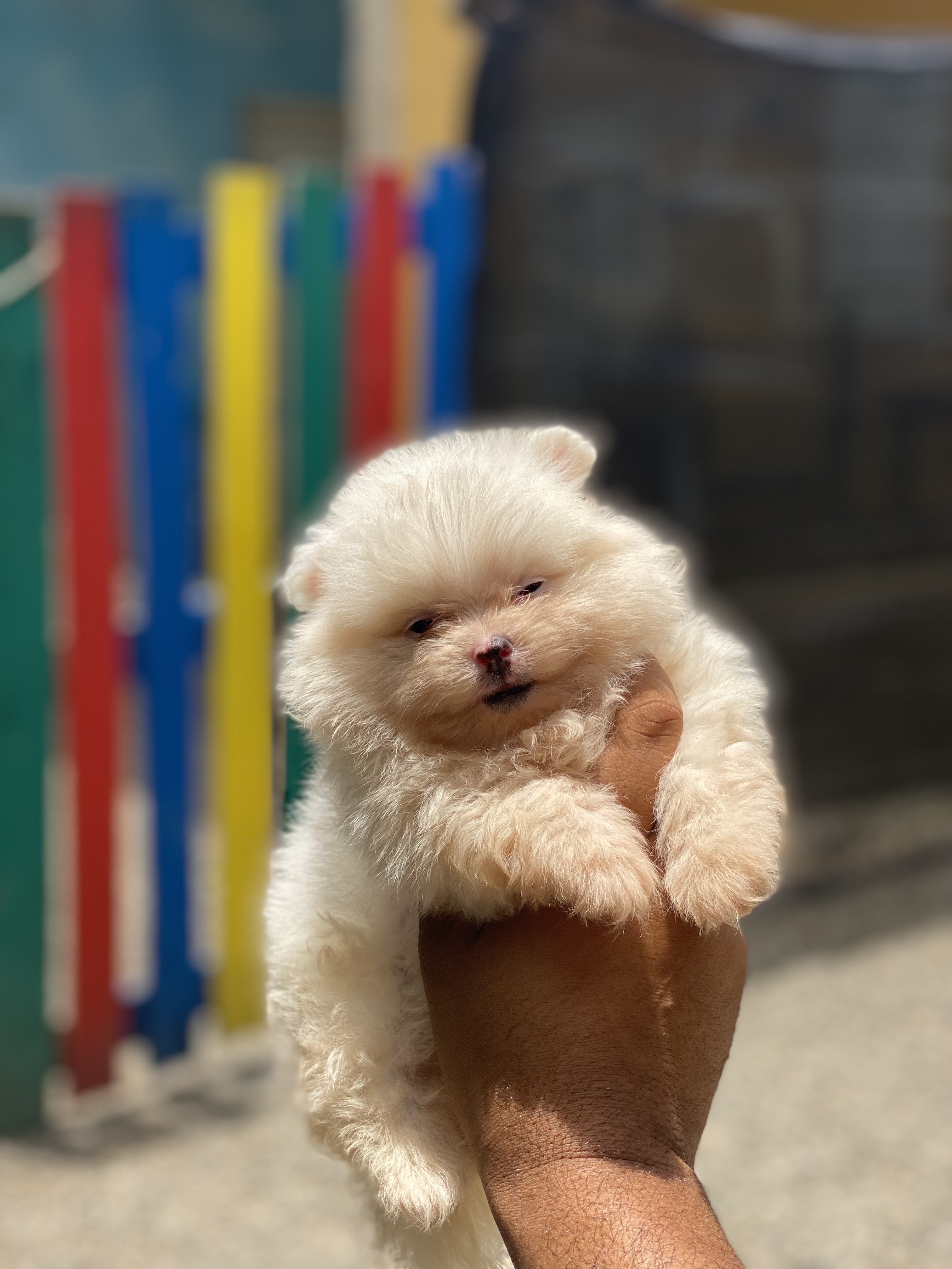 animales y mascotas - Pomerania mini 4
