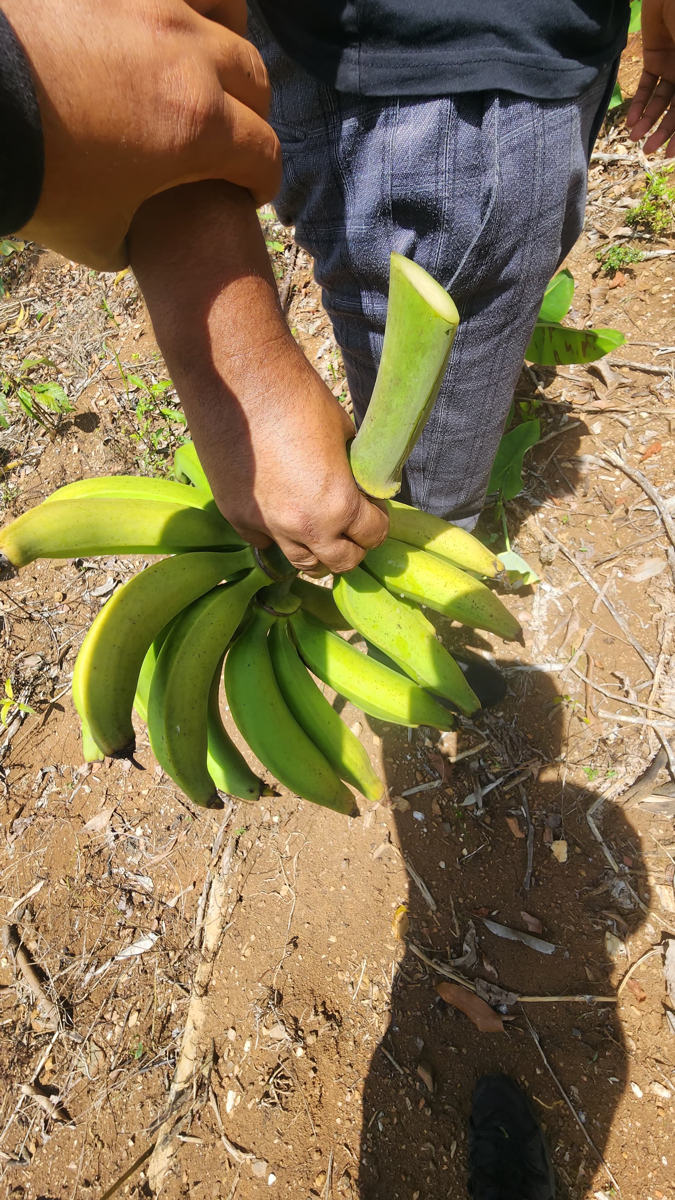 solares y terrenos - Vendo finca en buen precio!
El terreno tiene su título definitivo.
15 tarea 🏕️
 6
