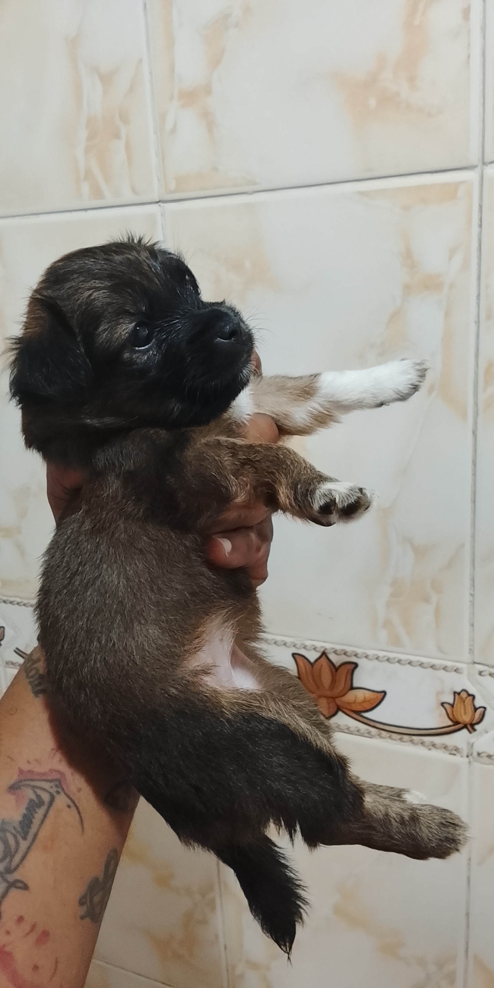 animales y mascotas - Perros yorkiepoo los padres estan al final 3