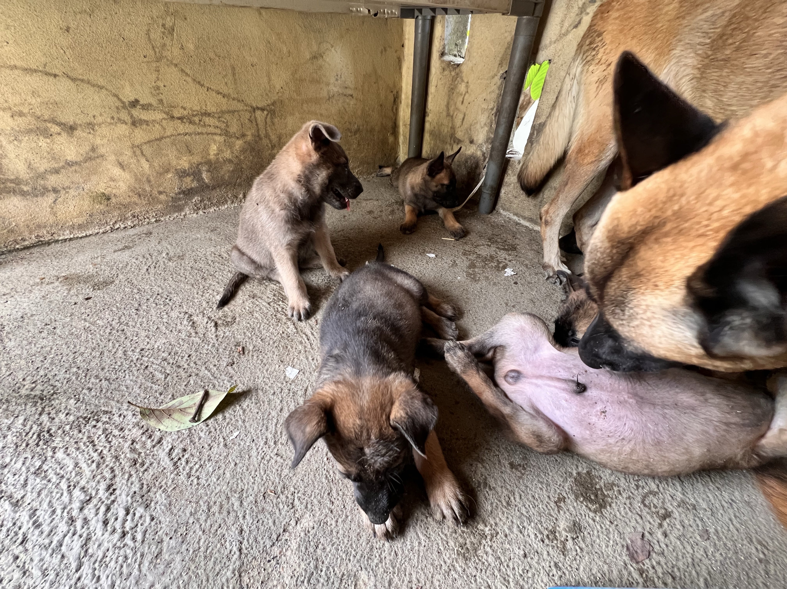 animales y mascotas - PASTOR BELGA MALINOIS 3