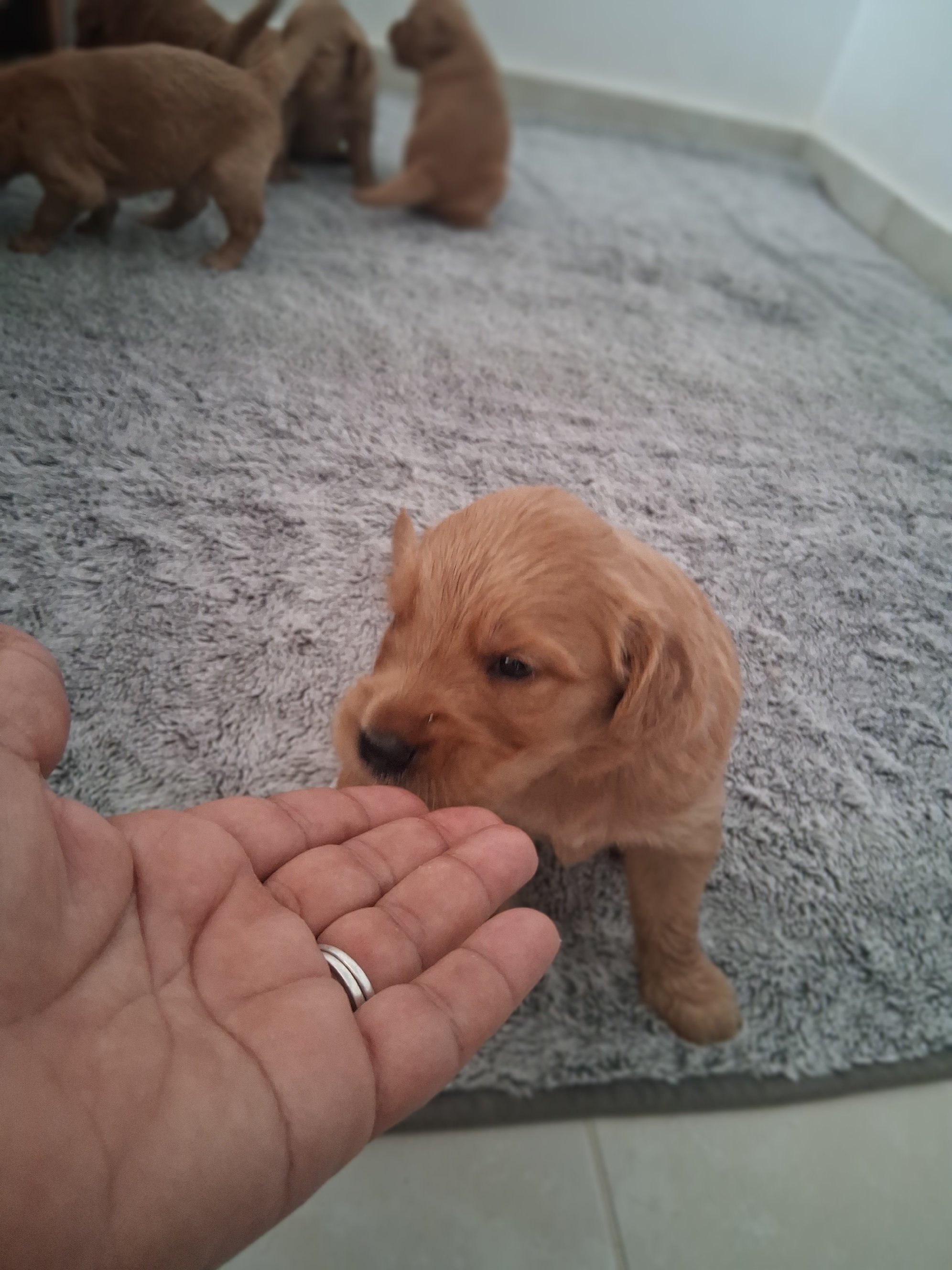 animales y mascotas - Lindos y tiernos camada de Golden Retriever que tus días estén llenos de ternura 1