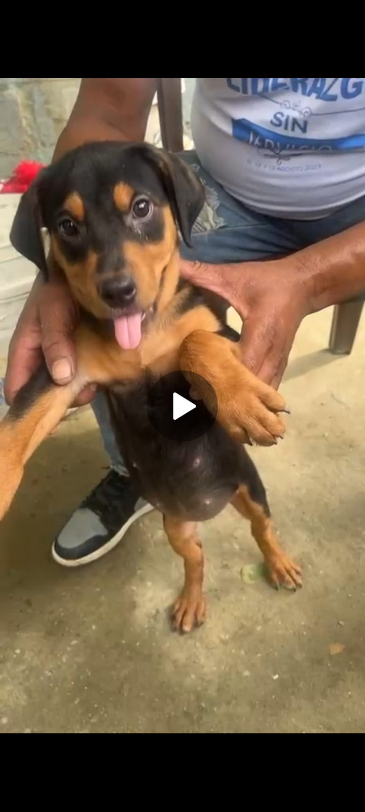 animales y mascotas - Cachorra Rottweiler a la venta tiene 3 meses  2