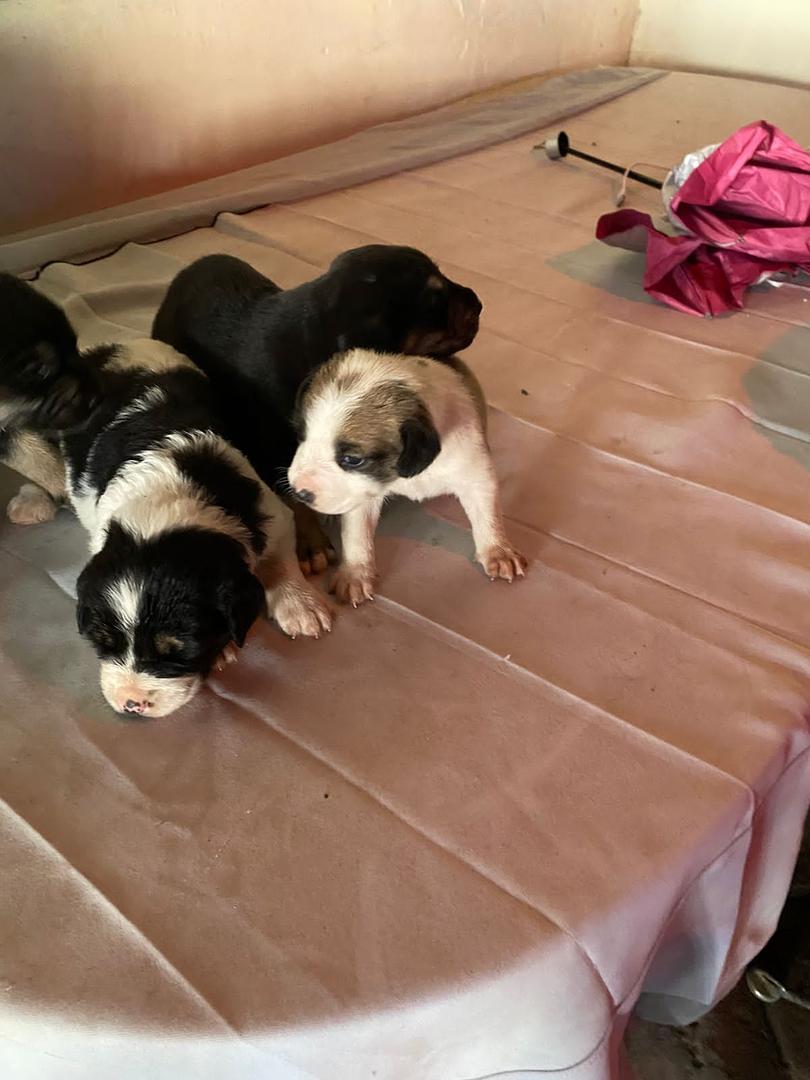animales y mascotas - se venden estos hermosos cachorros rosgualey y con pastor alemán  3