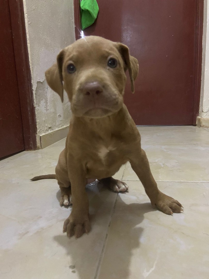 animales y mascotas - Cachorros pitbull 5