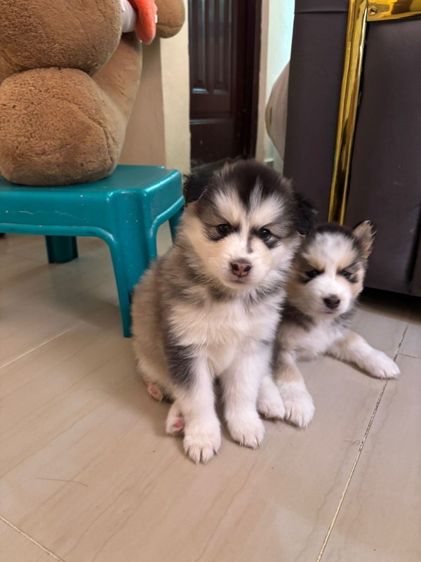 animales y mascotas - Husky siberiano  2