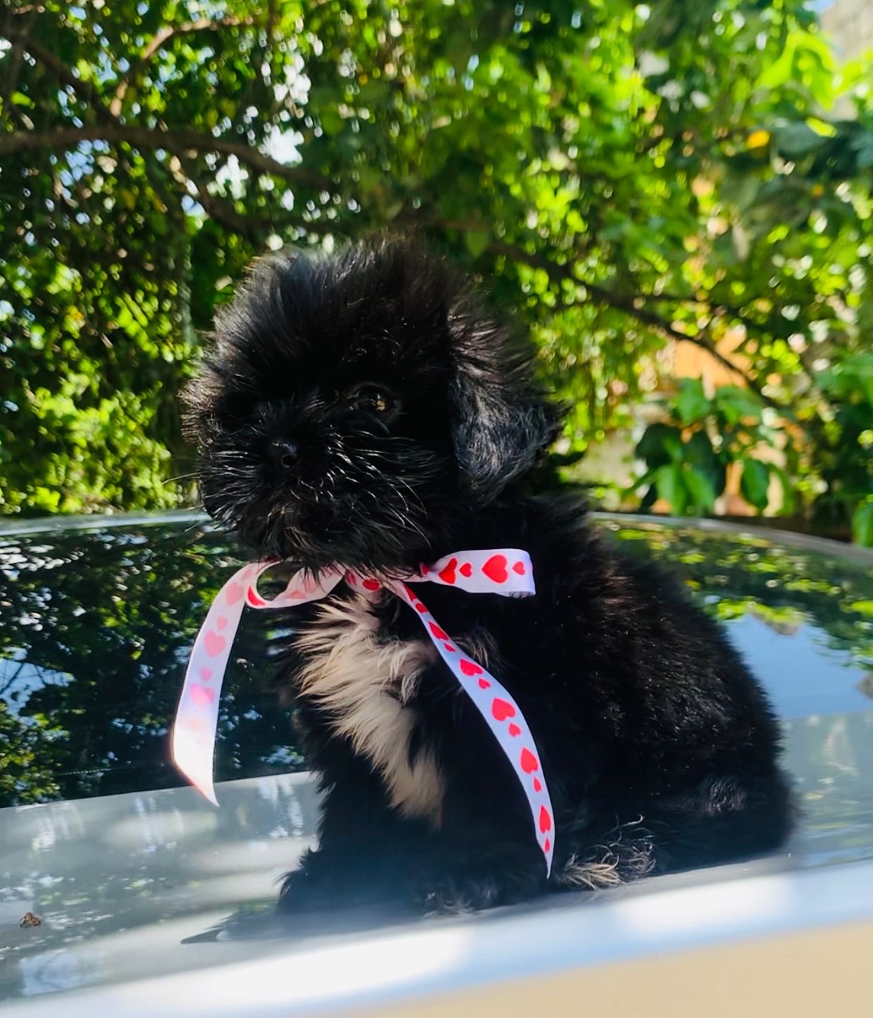 animales y mascotas - vendo cachorro Shith tzu  1