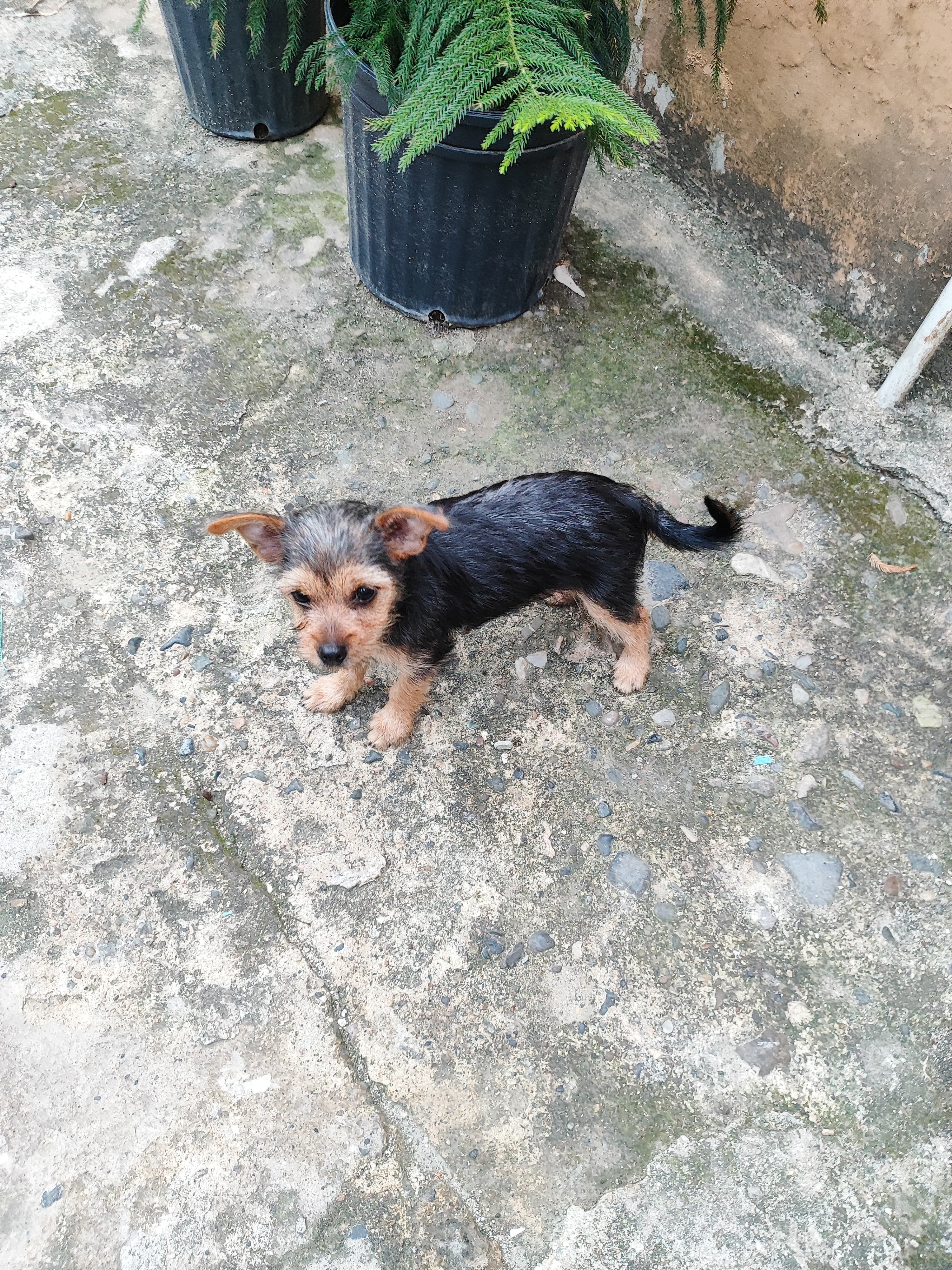 animales y mascotas - Yorkie mix con poodle hembra 3