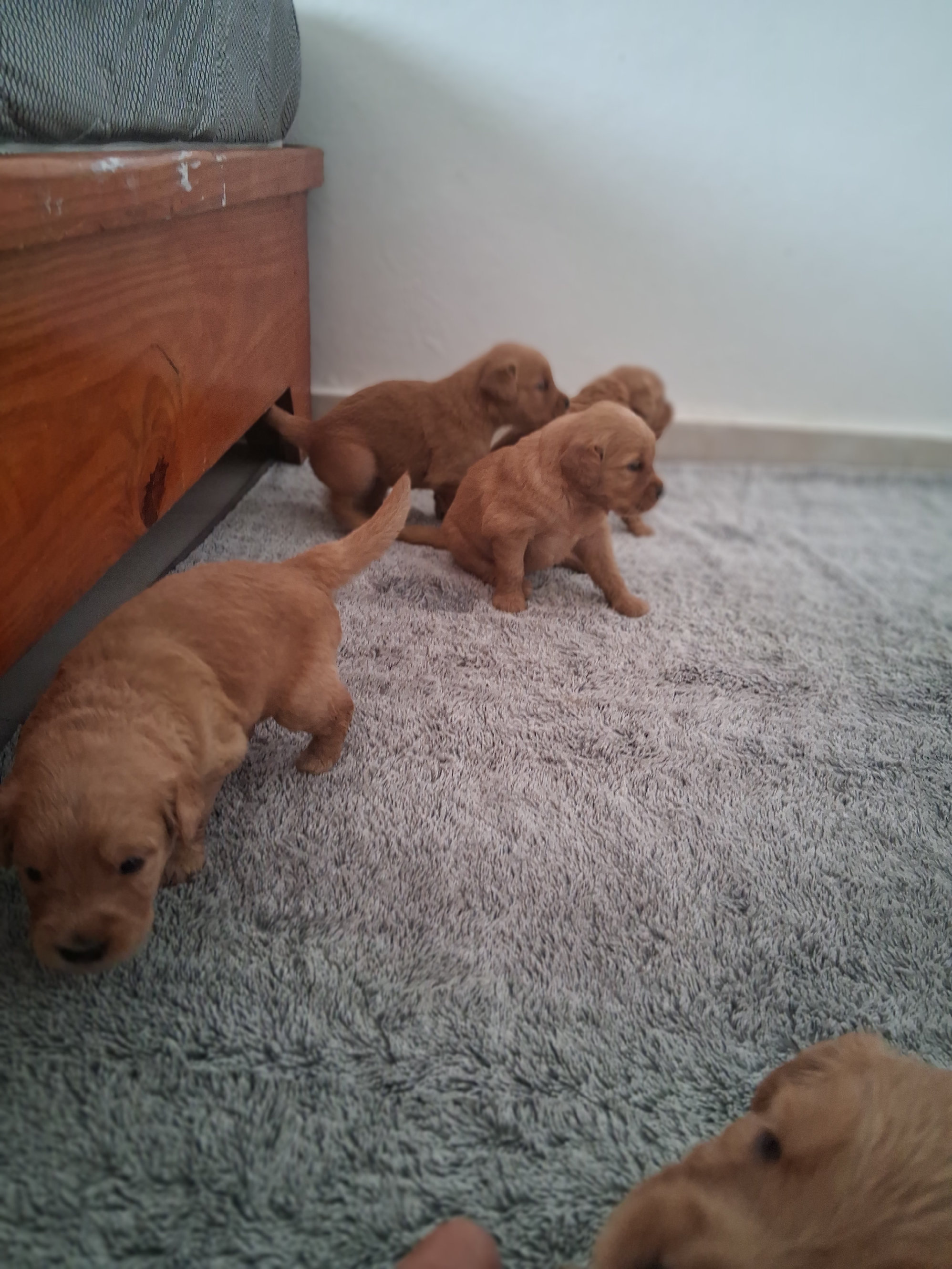 animales y mascotas - Lindos y tiernos camada de Golden Retriever que tus días estén llenos de ternura 2