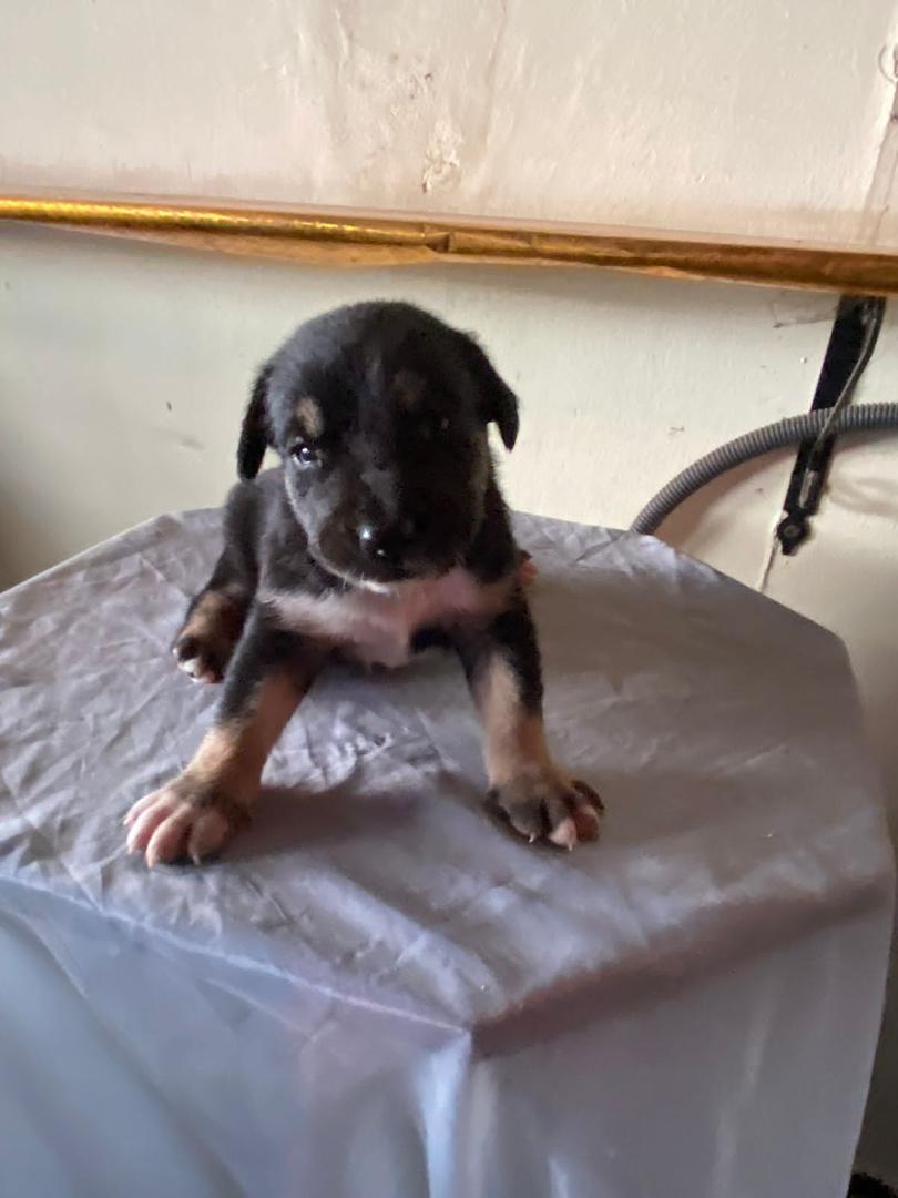 animales y mascotas - se venden estos hermosos cachorros rosgualey y con pastor alemán  4