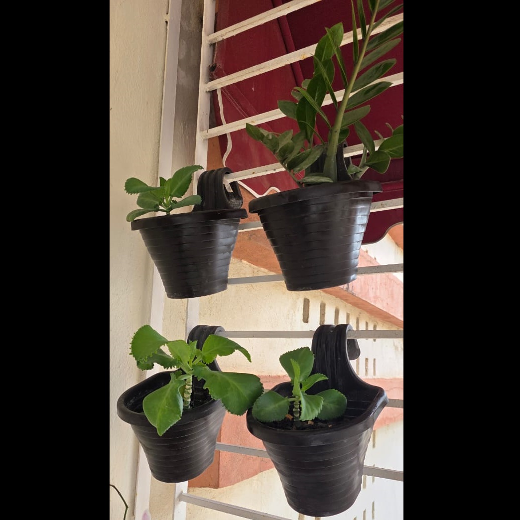 herramientas, jardines y exterior - Macetas para colgar / enganchar (Incluye plantas) 1
