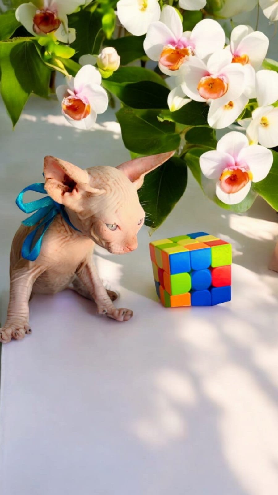 animales y mascotas - gatos esfinge 2