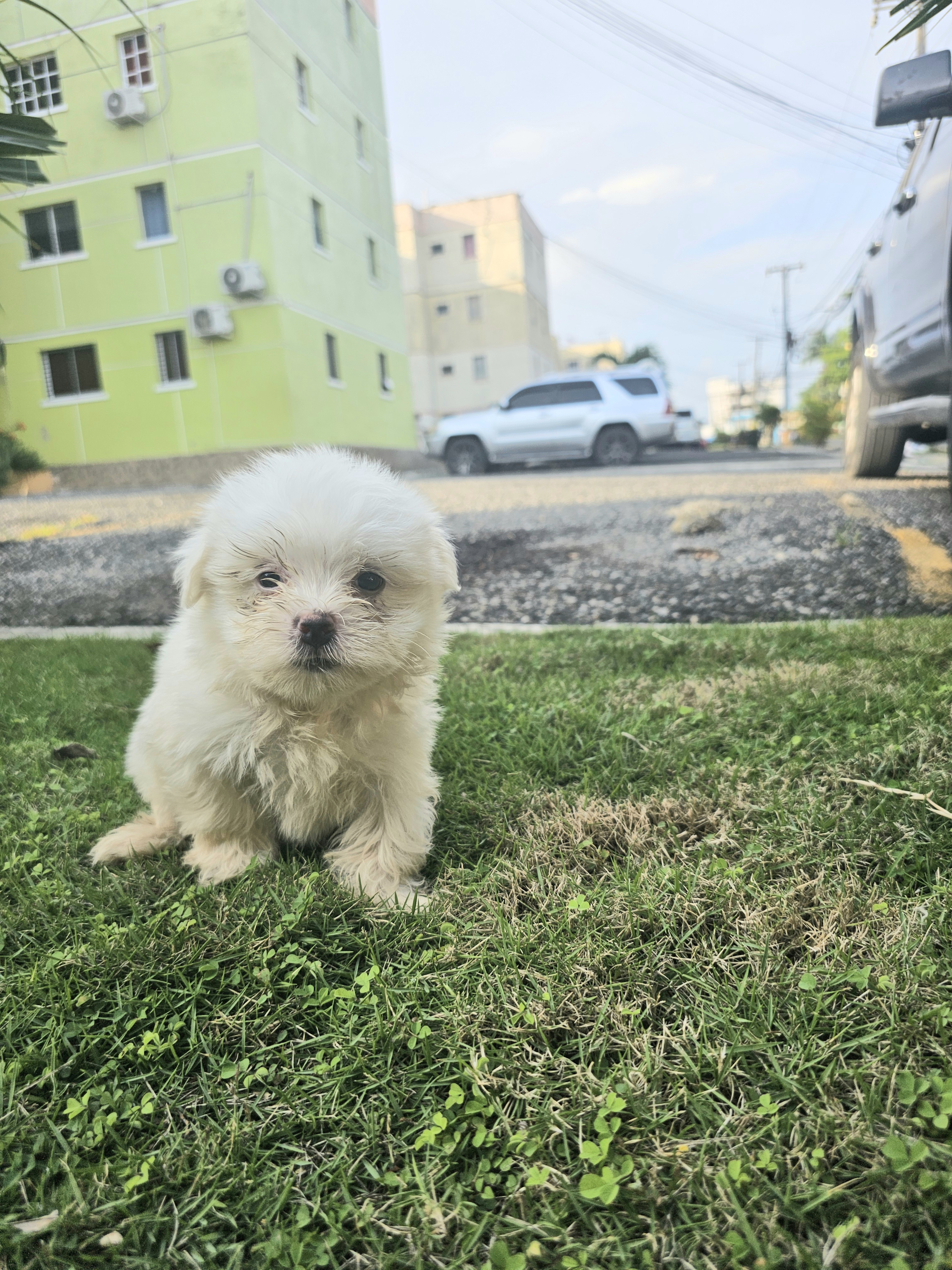 animales y mascotas - Bichon  maltés  toy Macho 5